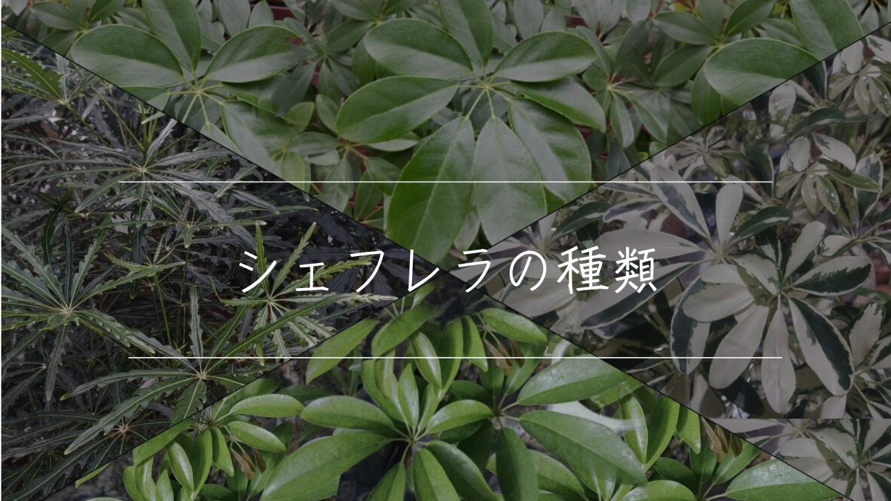 シェフレラ 青レモン斑入り 大株 幹太 屋外育成 シェフレラ 青レモン シェフレラ 青レモン斑入り 大株 幹太 屋外育成 シェフレラ 青レモン