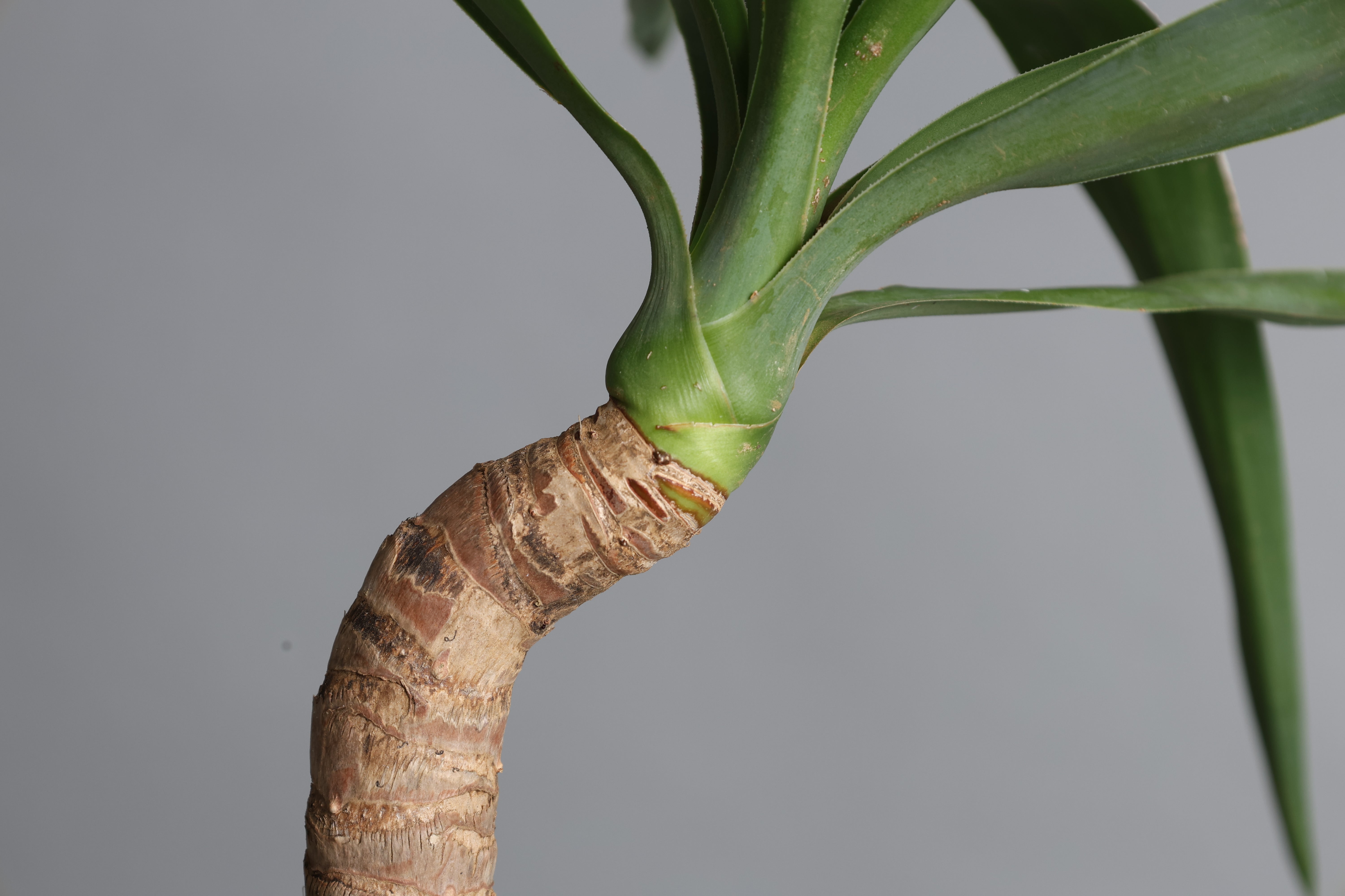 ユッカ – 樹利丸 園芸店