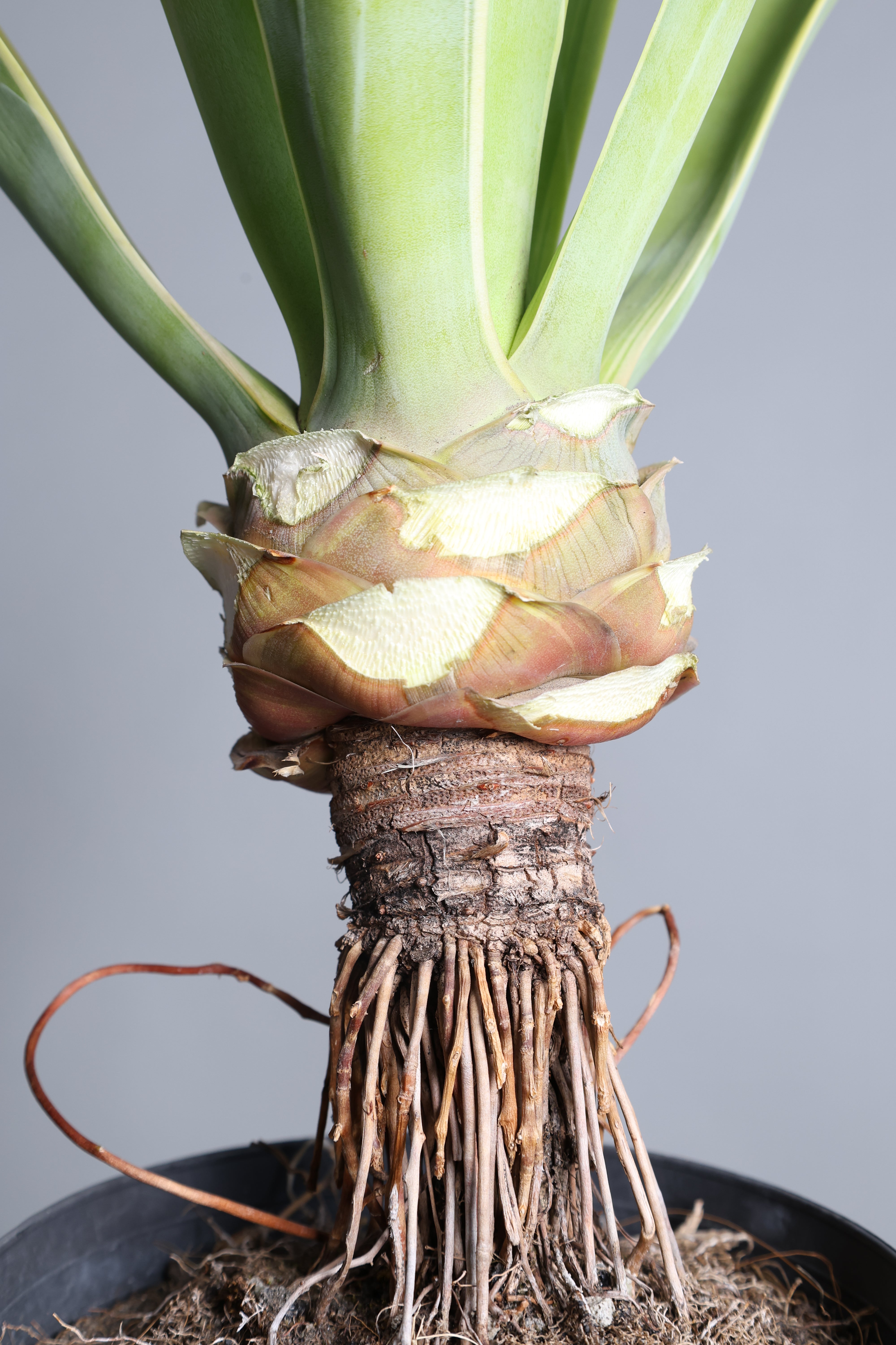 6B1A3390.jpg?v=1749628474