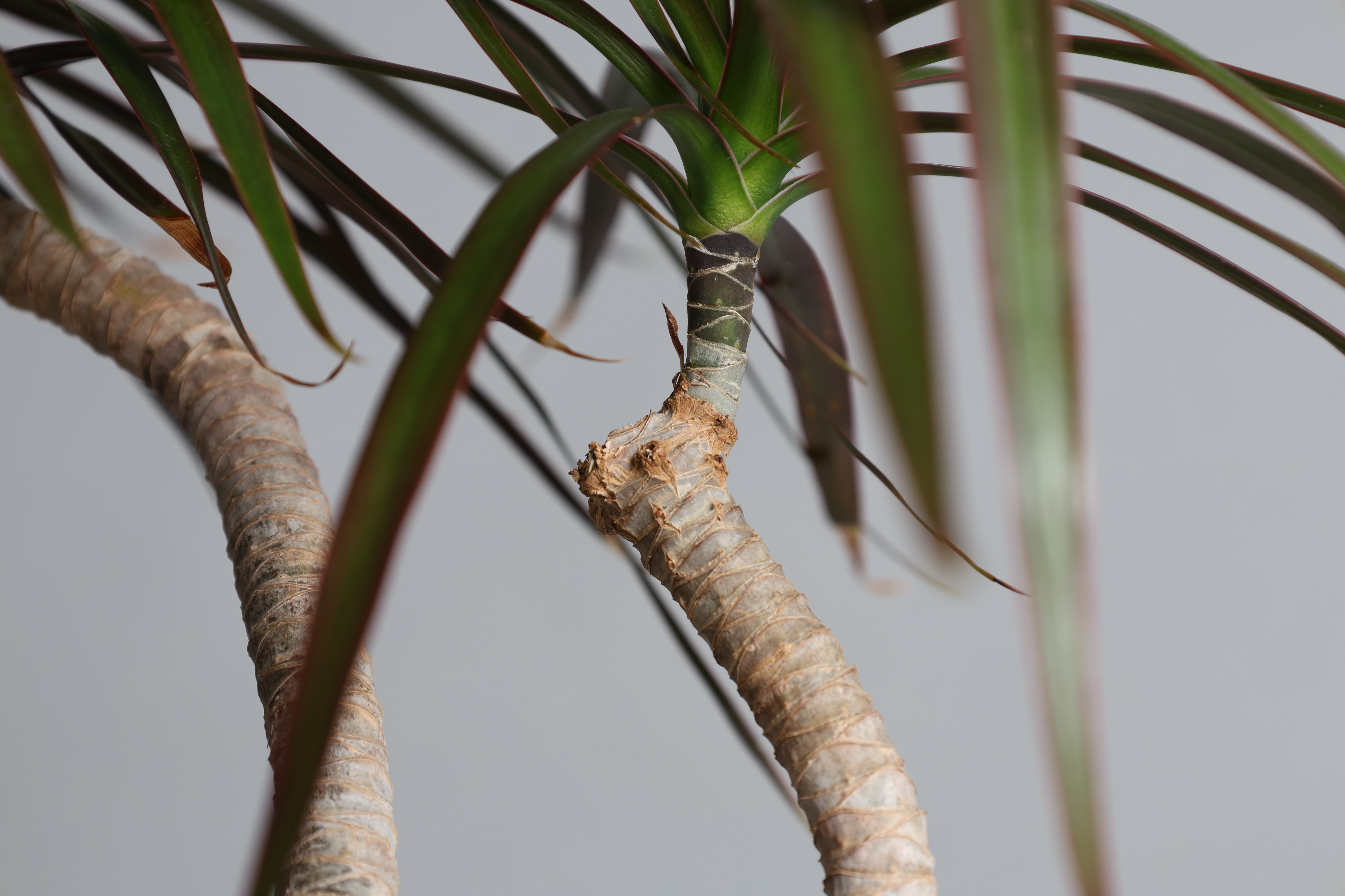 ドラセナ 〜細やかなラインが、空間を端正に整える〜 – 樹利丸 園芸店
