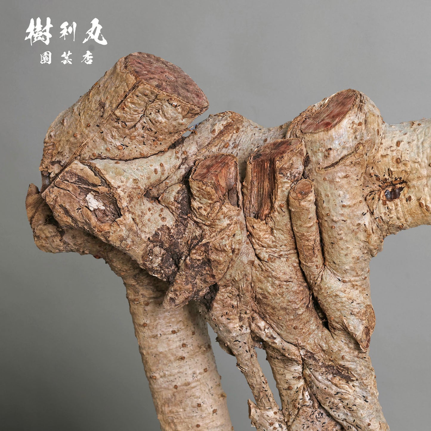 不完全の中に、完成を見る - シェフレラ