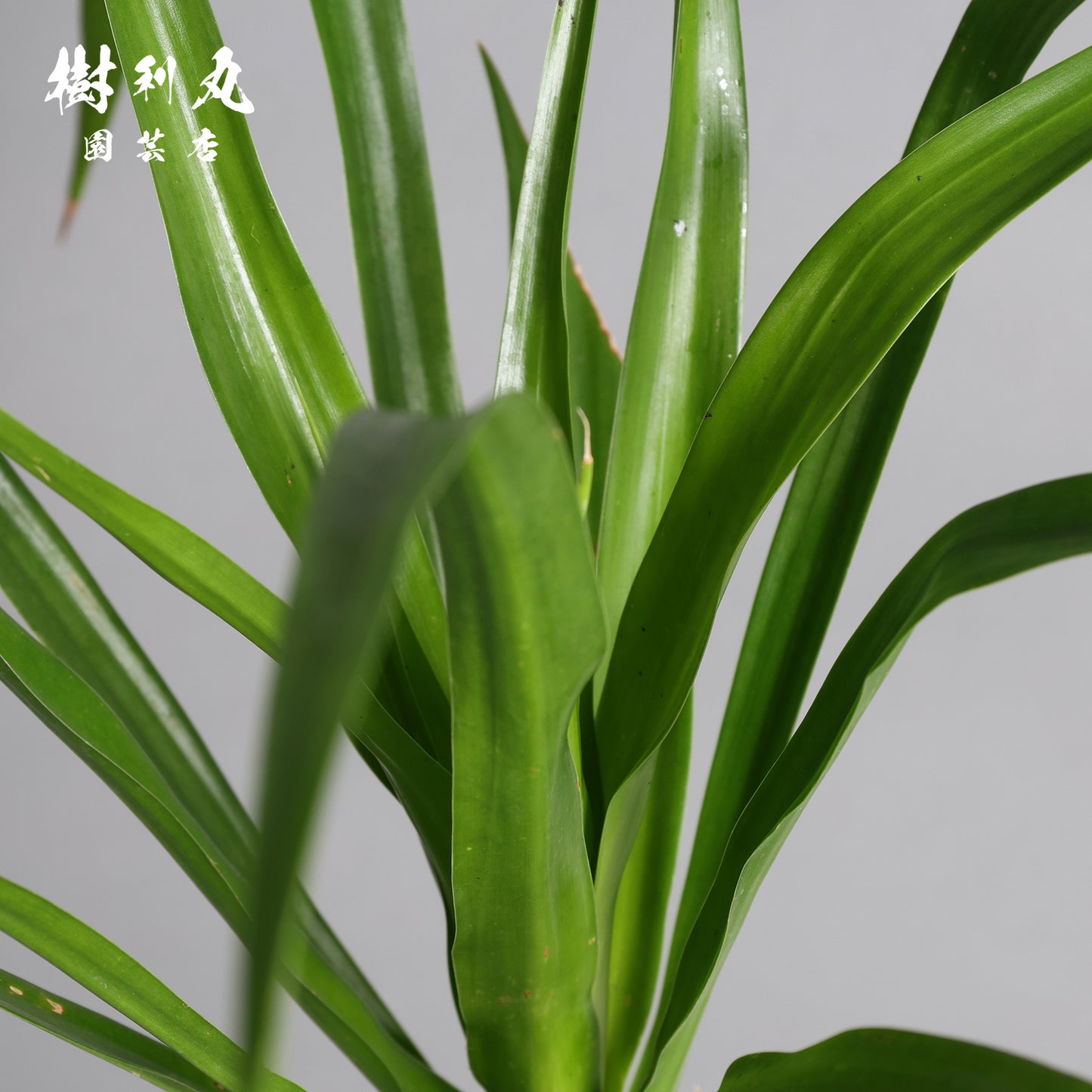傷が、次の芽を生む- ドラセナ・パラオ