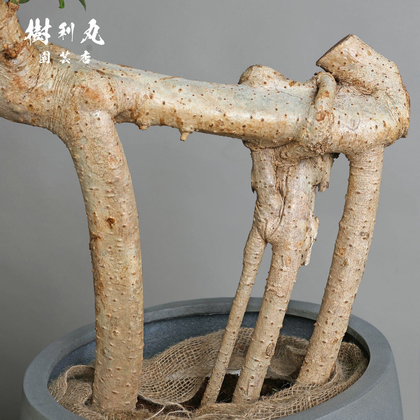 不完全の中に、完成を見る - シェフレラ