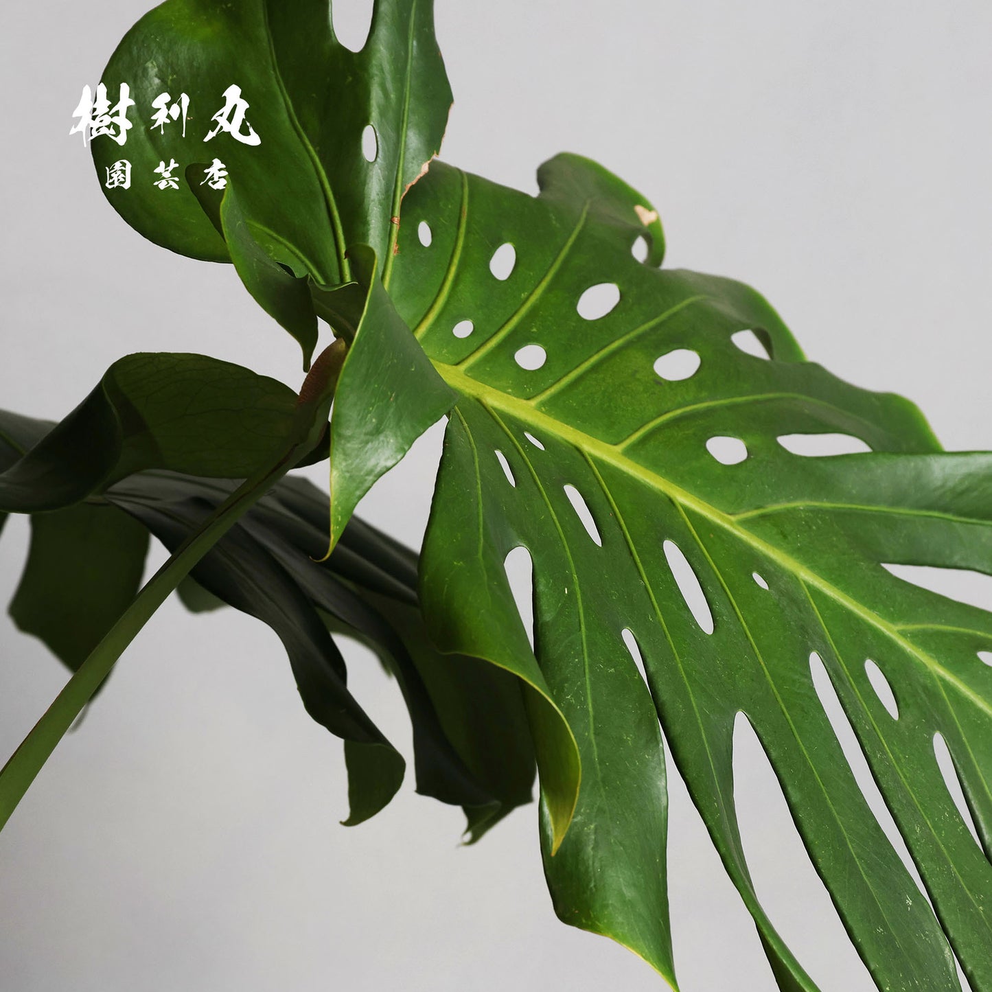 しなり、伸びる、信じ貫く - モンステラ
