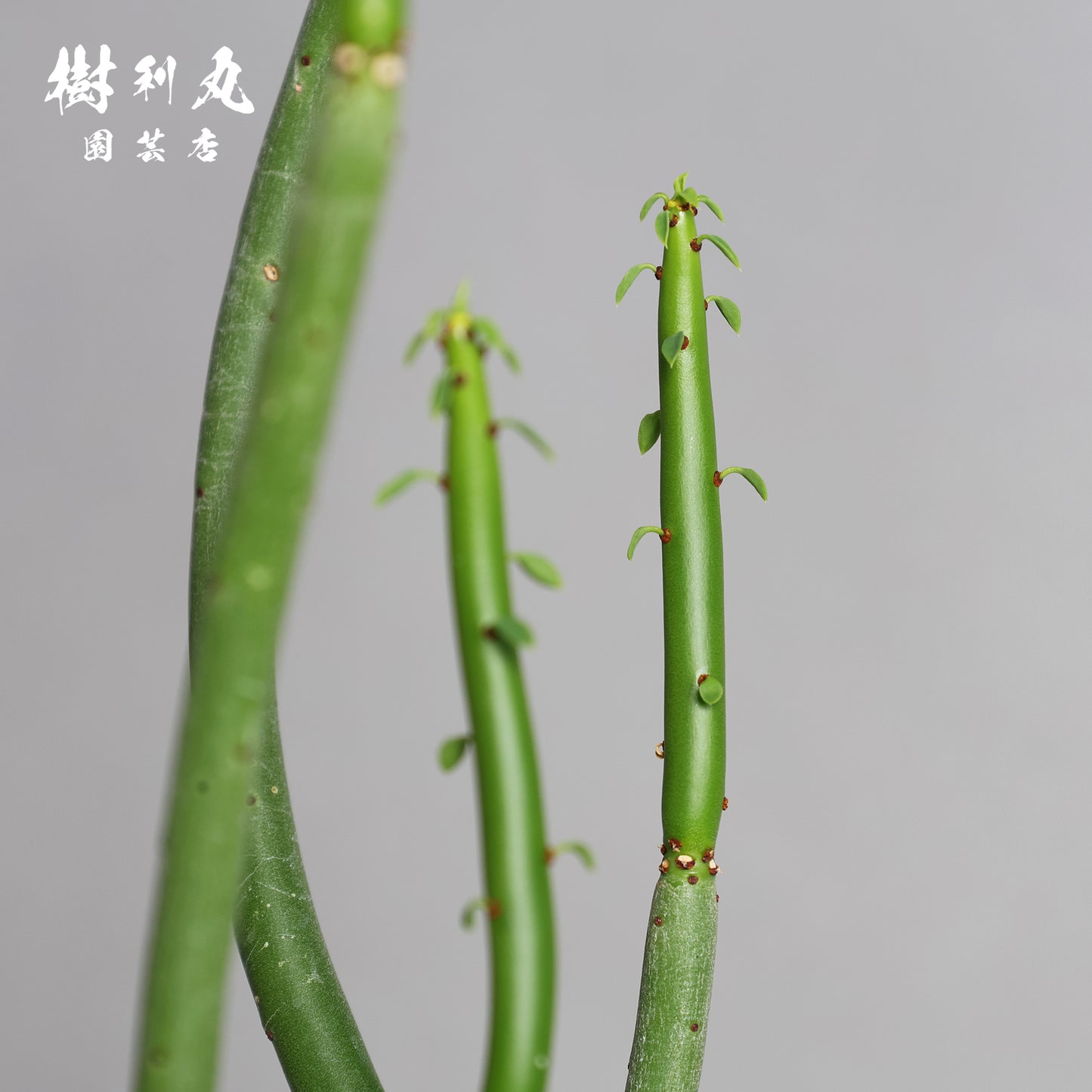 昇龍|ユーフォルビア・オンコクラータ