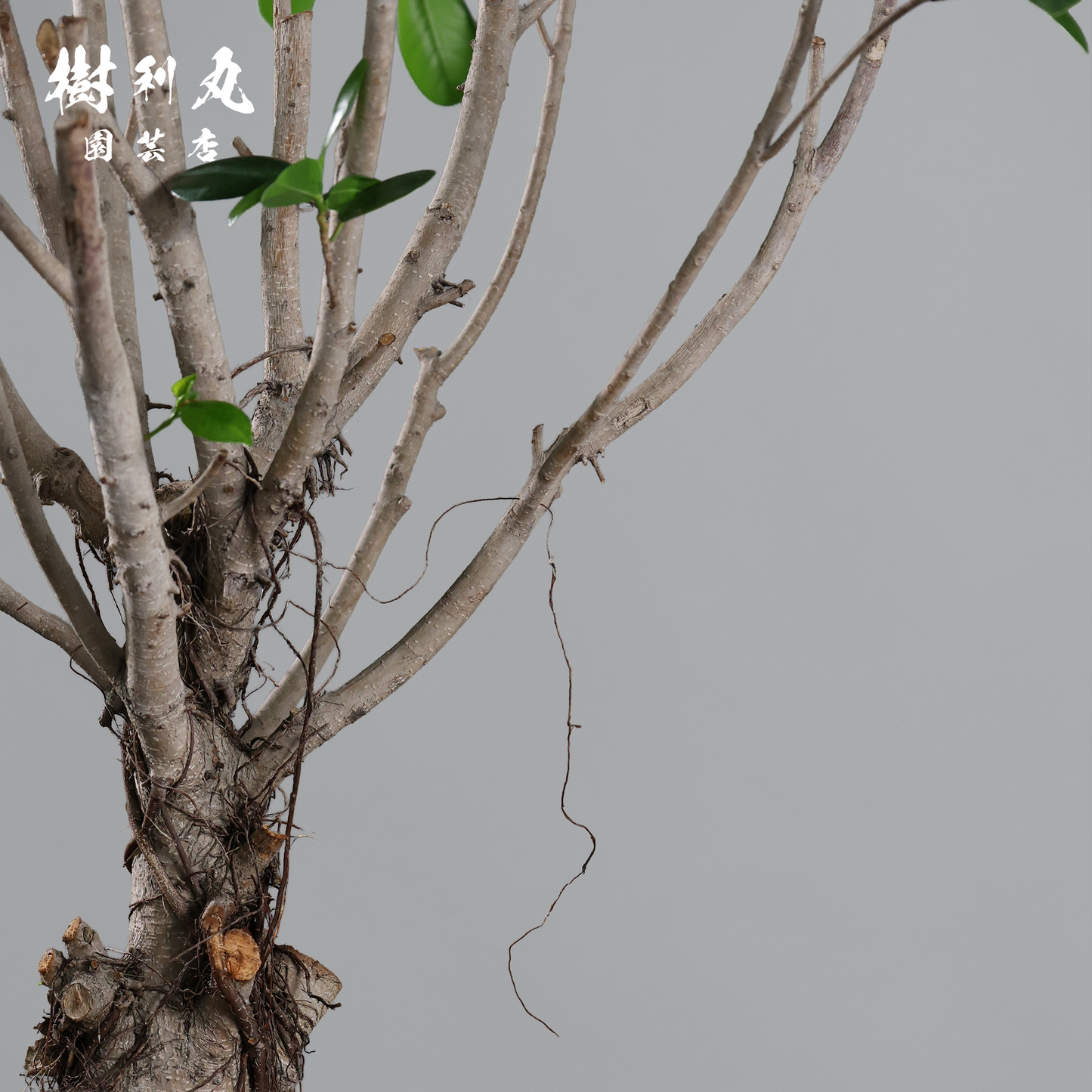 逆境を編み、幹を立てる - ガジュマル