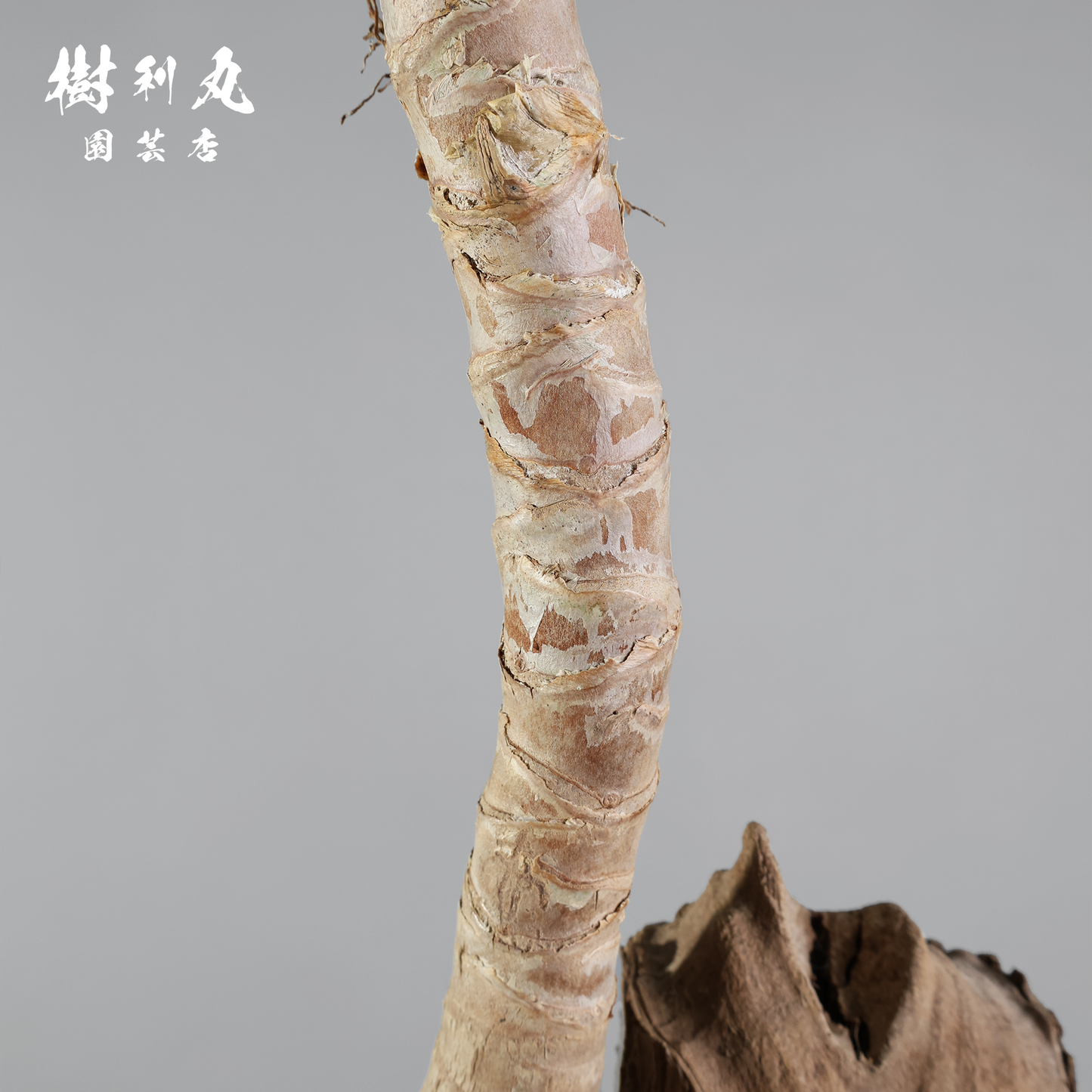 静けさの中に、刃を研ぐ - ユッカ