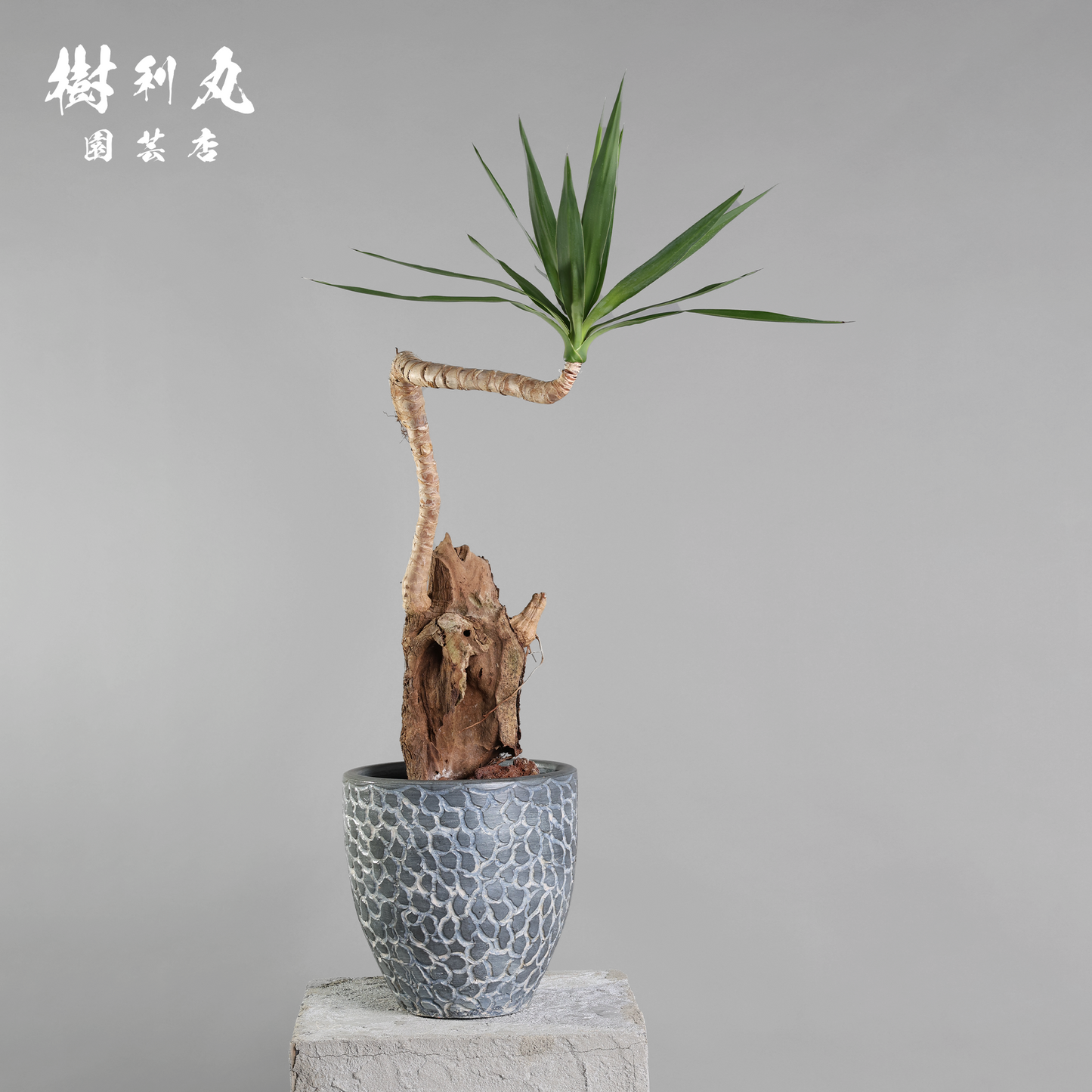 静けさの中に、刃を研ぐ - ユッカ