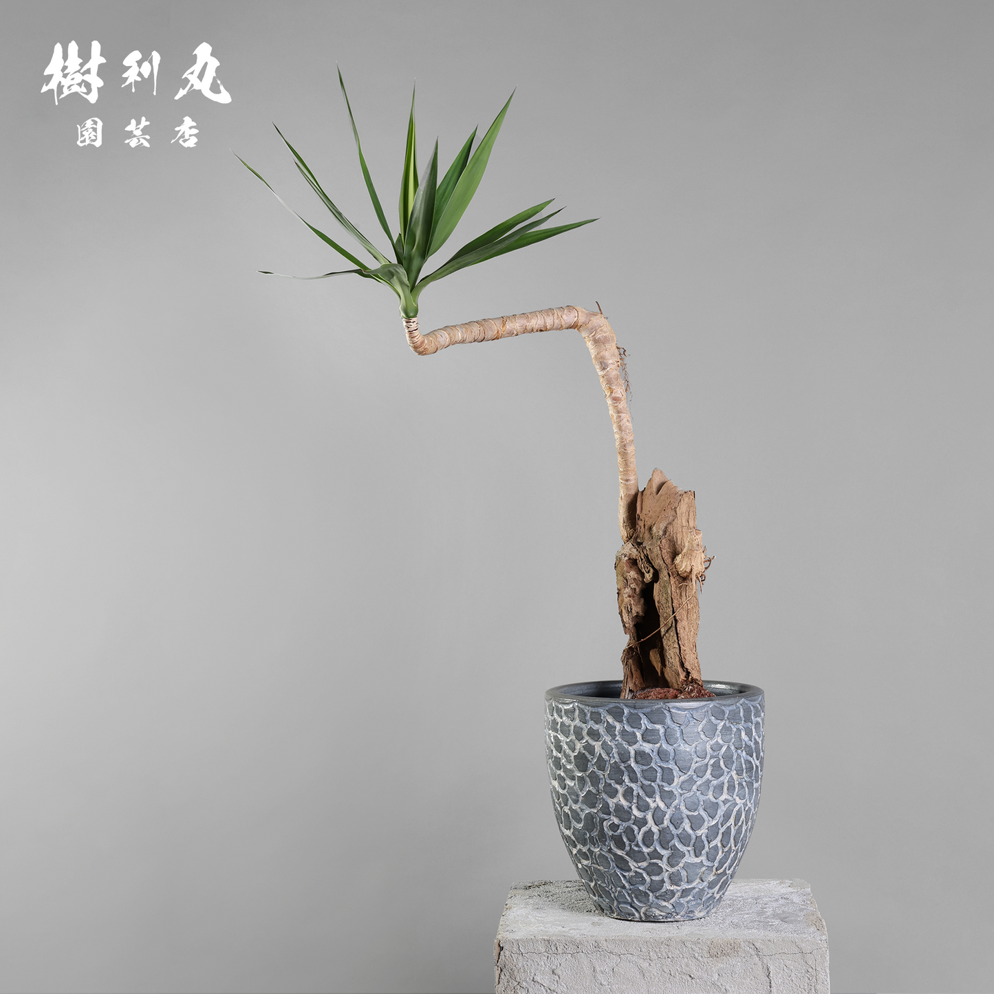 静けさの中に、刃を研ぐ - ユッカ