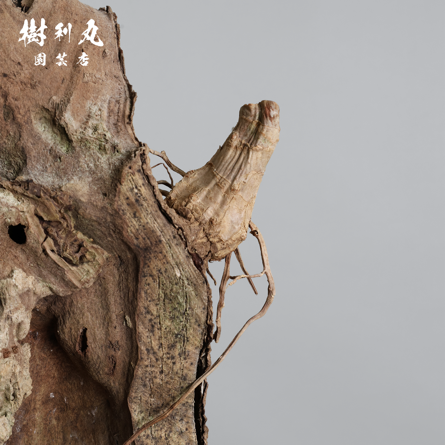 静けさの中に、刃を研ぐ - ユッカ