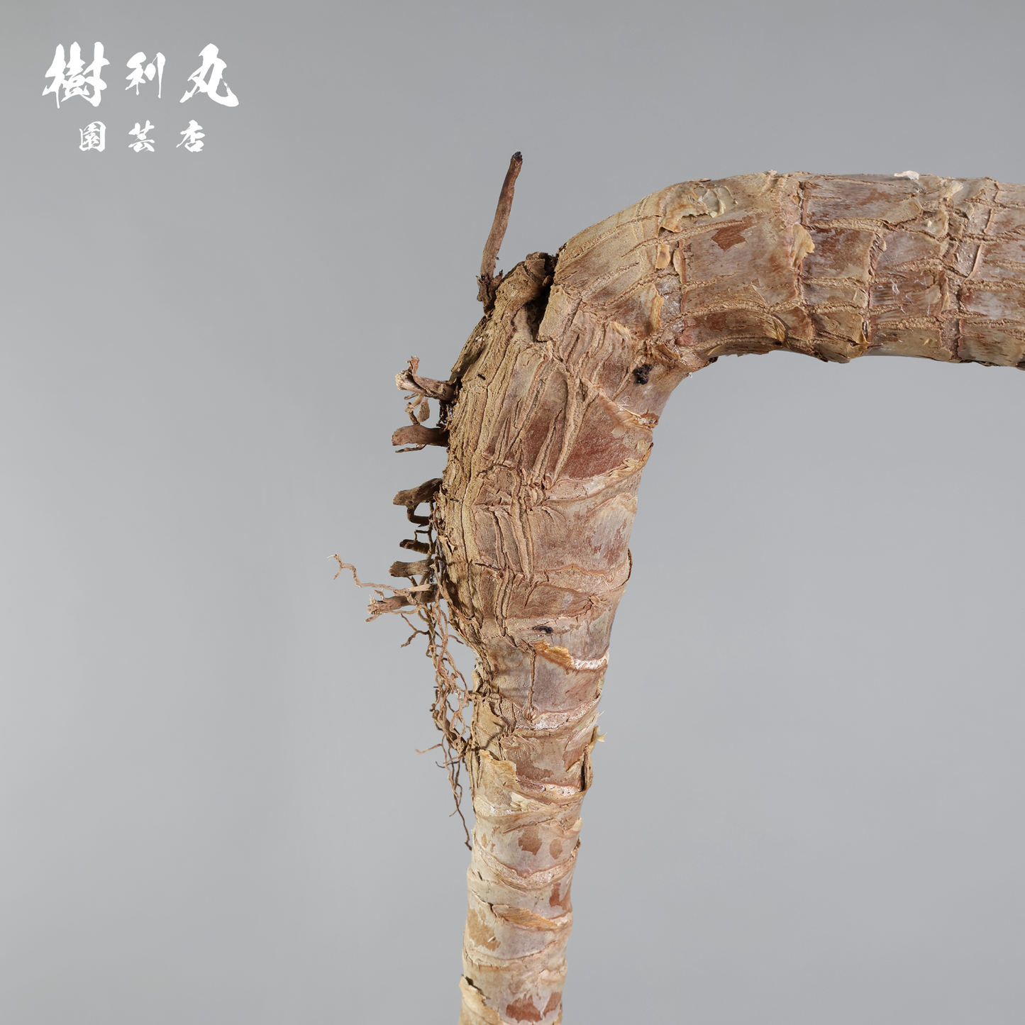 静けさの中に、刃を研ぐ - ユッカ