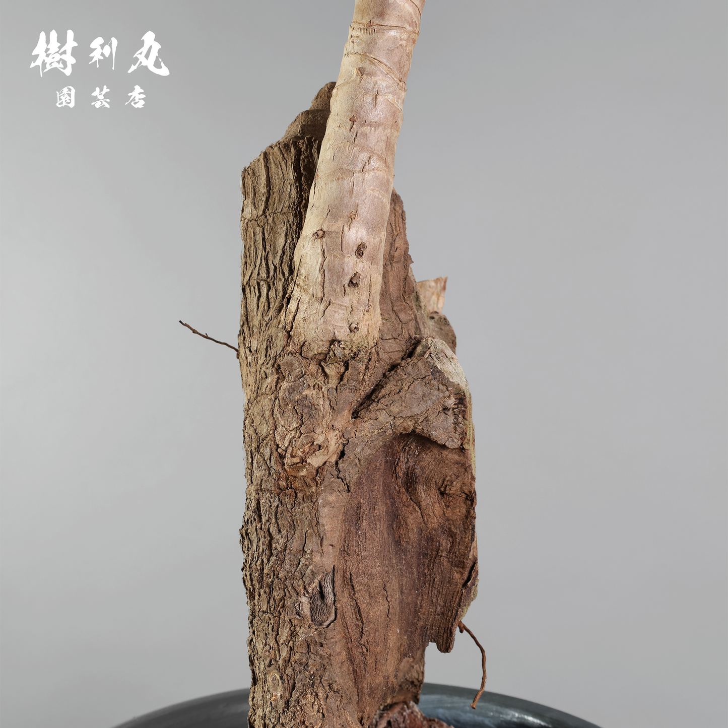 静けさの中に、刃を研ぐ - ユッカ