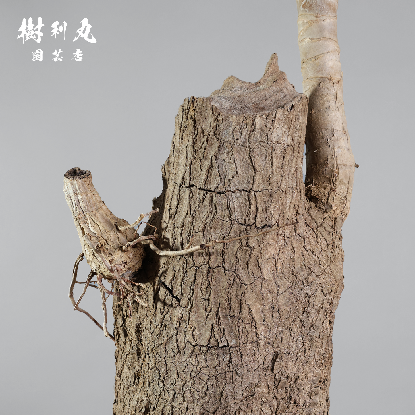静けさの中に、刃を研ぐ - ユッカ