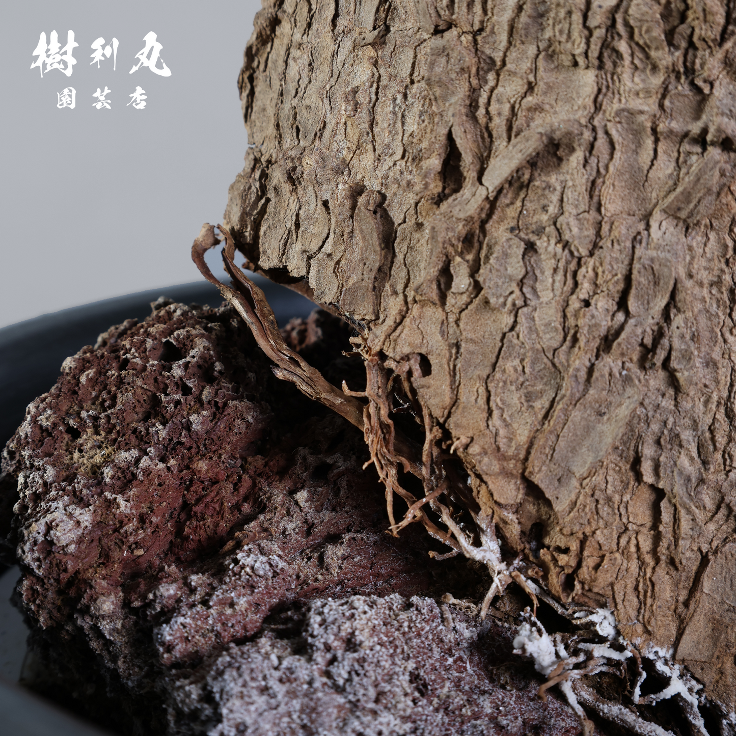 静けさの中に、刃を研ぐ - ユッカ