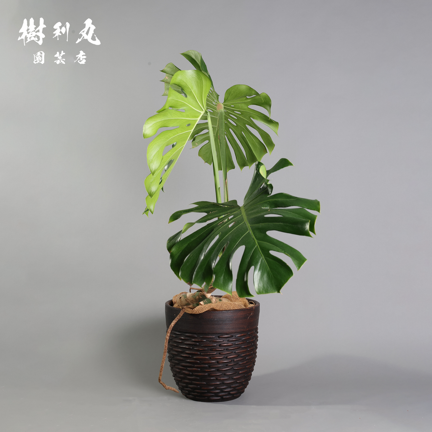 しなり、伸びる、信じ貫く - モンステラ