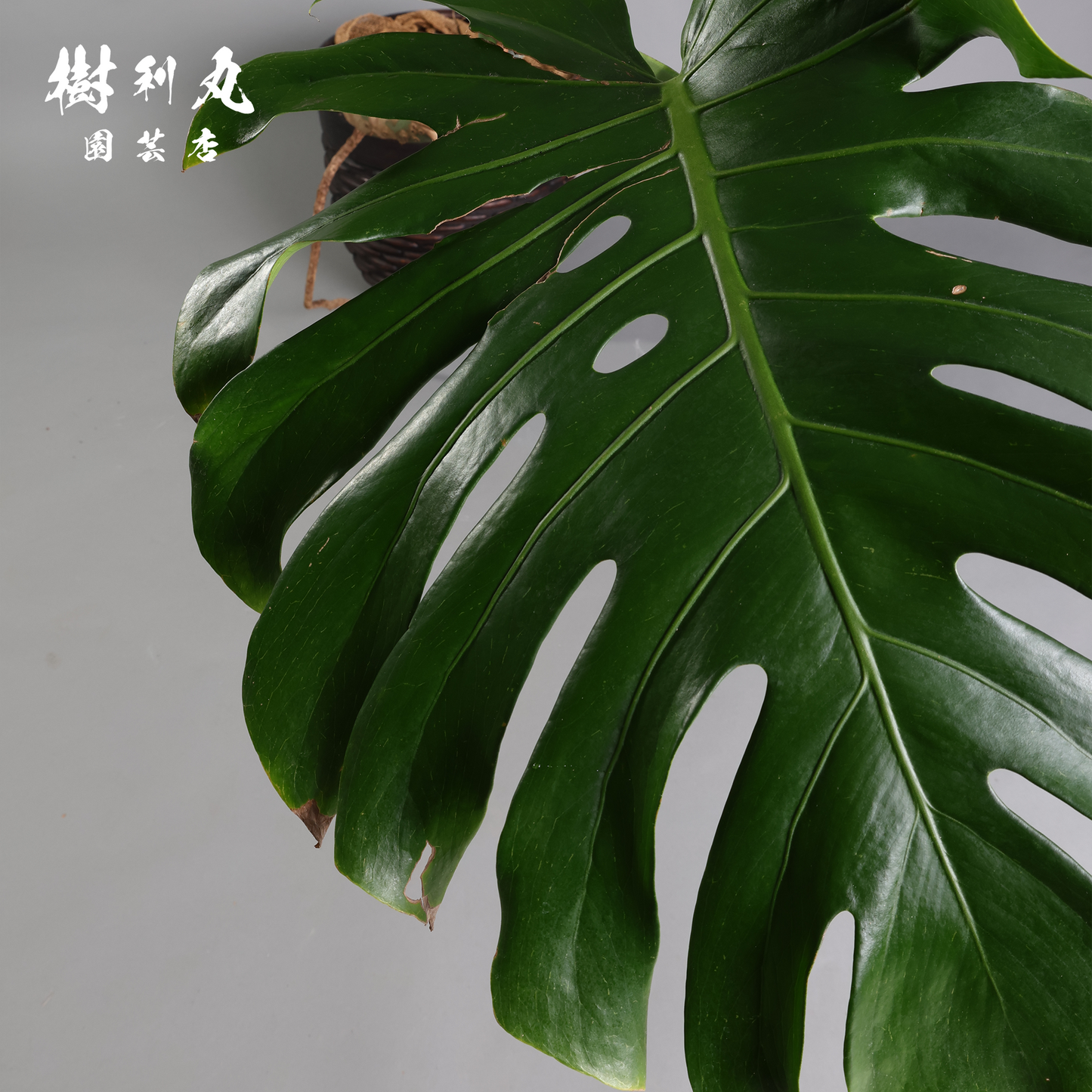 しなり、伸びる、信じ貫く - モンステラ