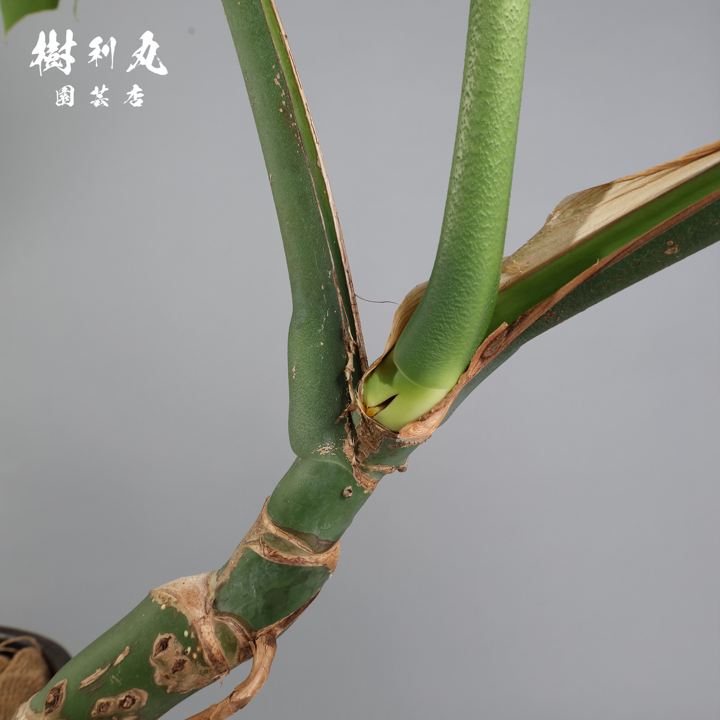 しなり、伸びる、信じ貫く - モンステラ