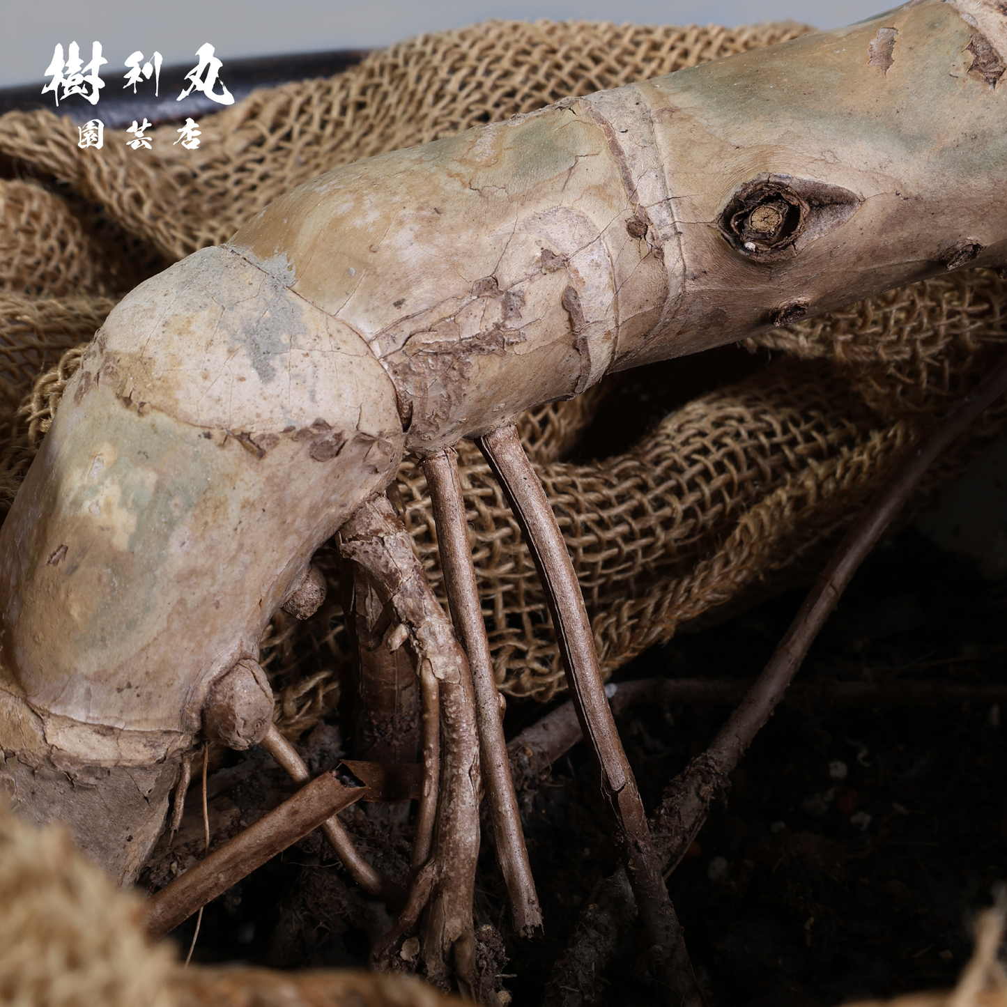 しなり、伸びる、信じ貫く - モンステラ