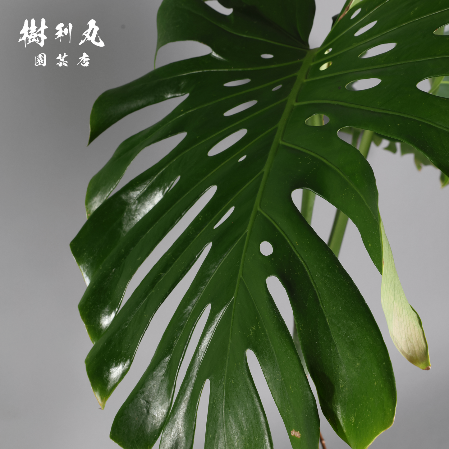 しなり、伸びる、信じ貫く - モンステラ