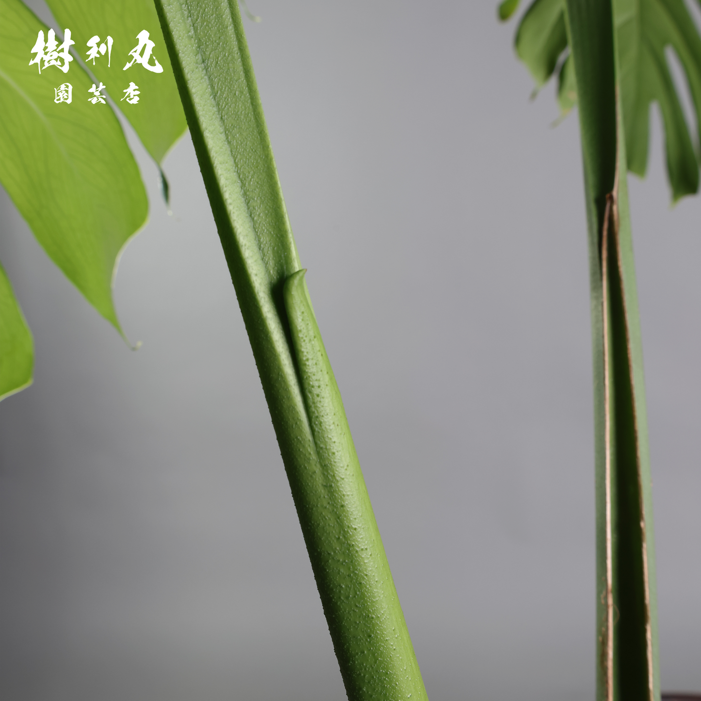 しなり、伸びる、信じ貫く - モンステラ