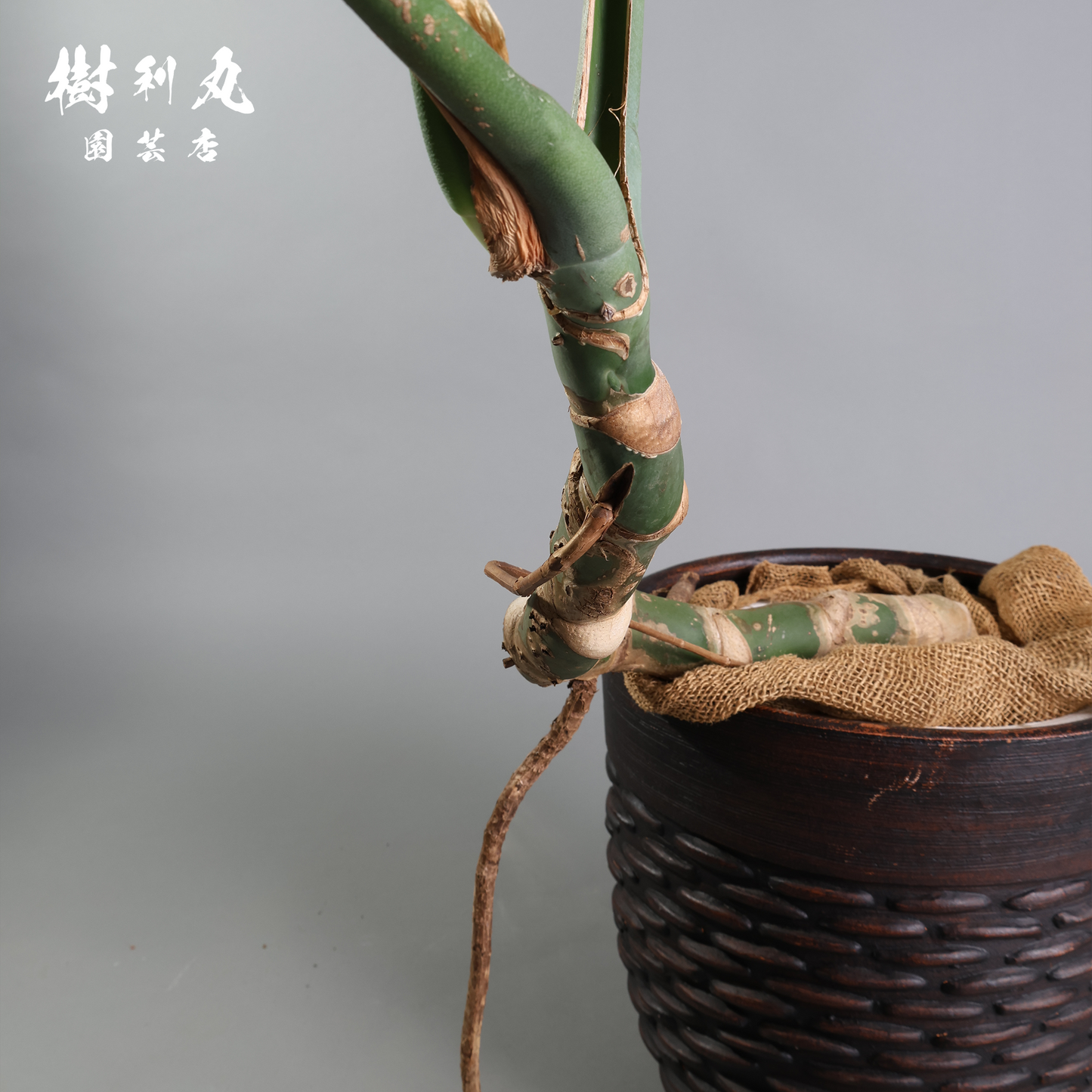 しなり、伸びる、信じ貫く - モンステラ