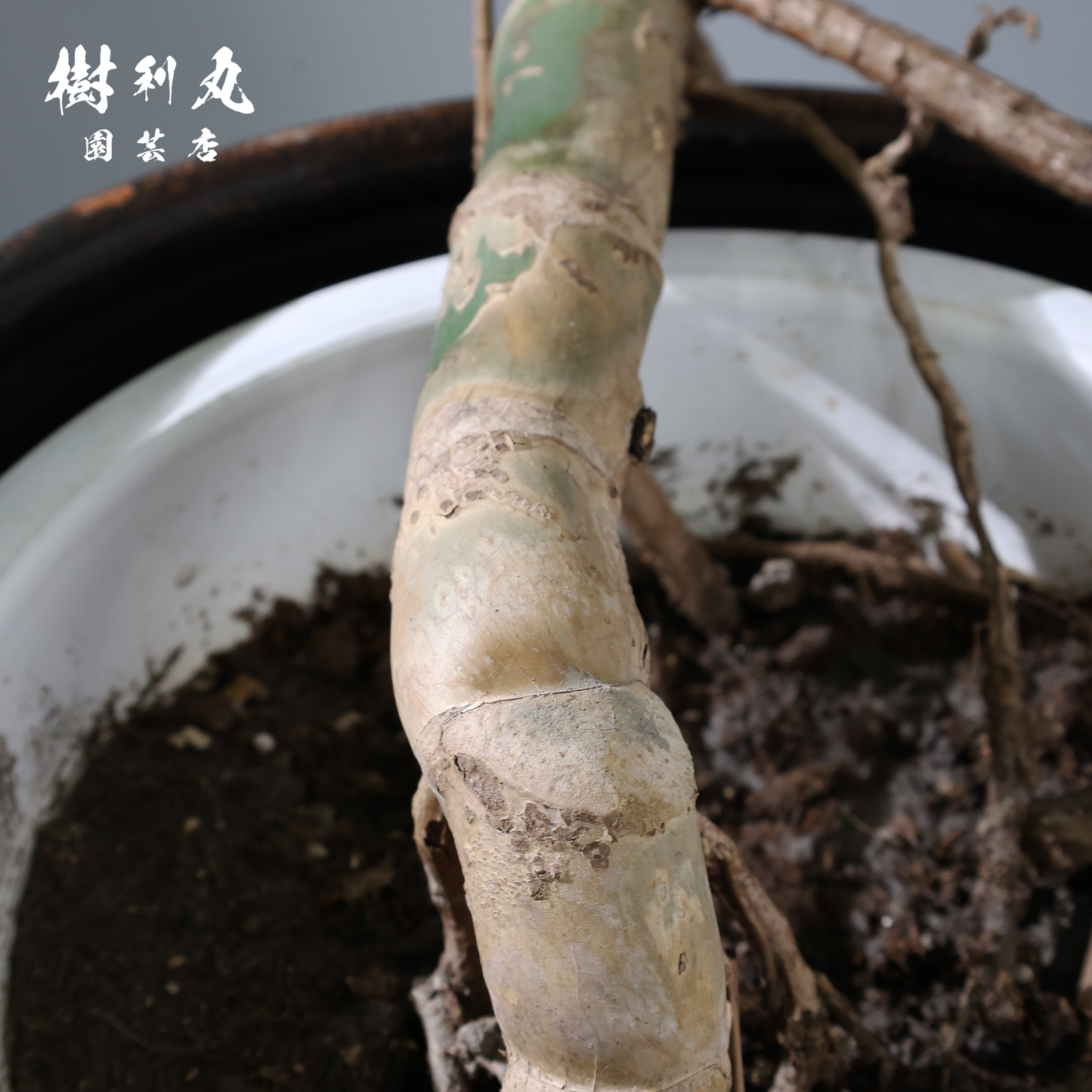 しなり、伸びる、信じ貫く - モンステラ
