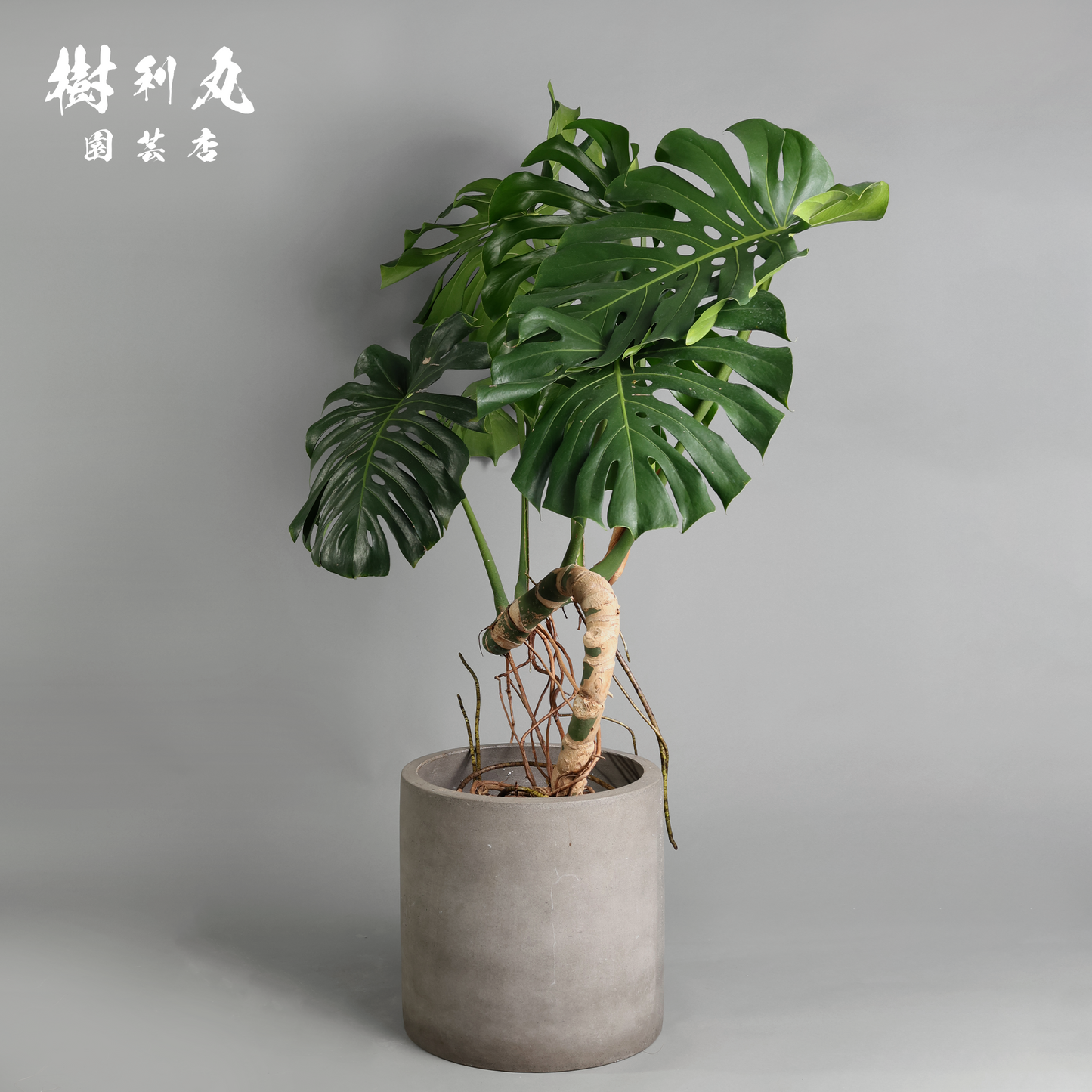 絡み、立ち上がり、拓く - モンステラ