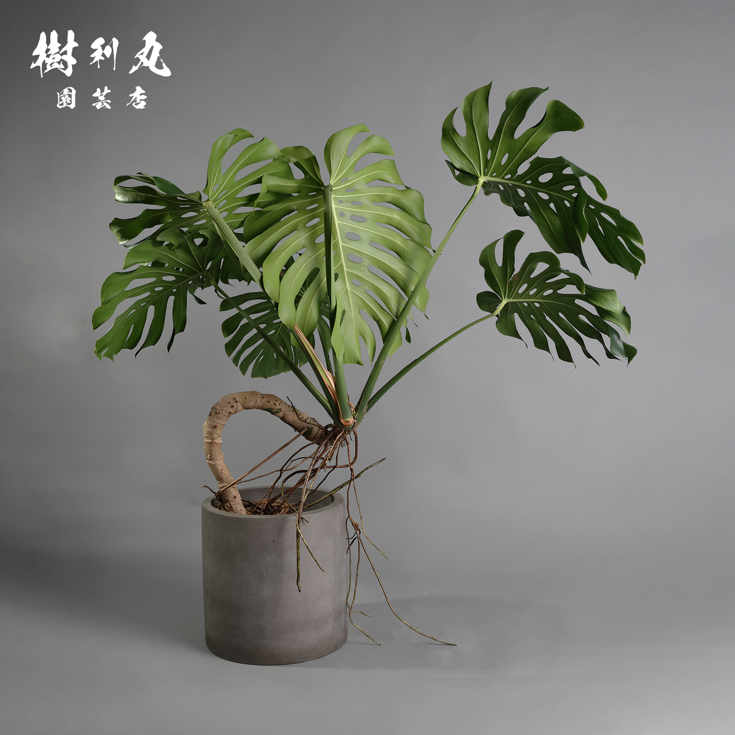 絡み、立ち上がり、拓く - モンステラ