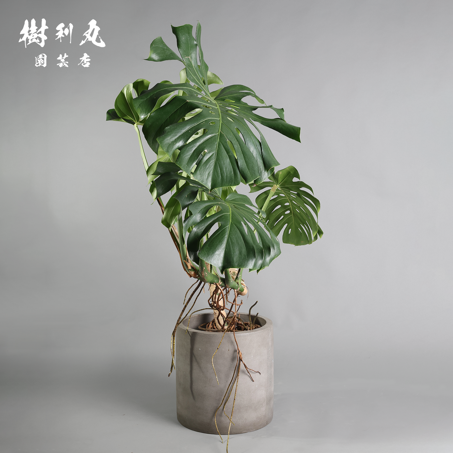絡み、立ち上がり、拓く - モンステラ