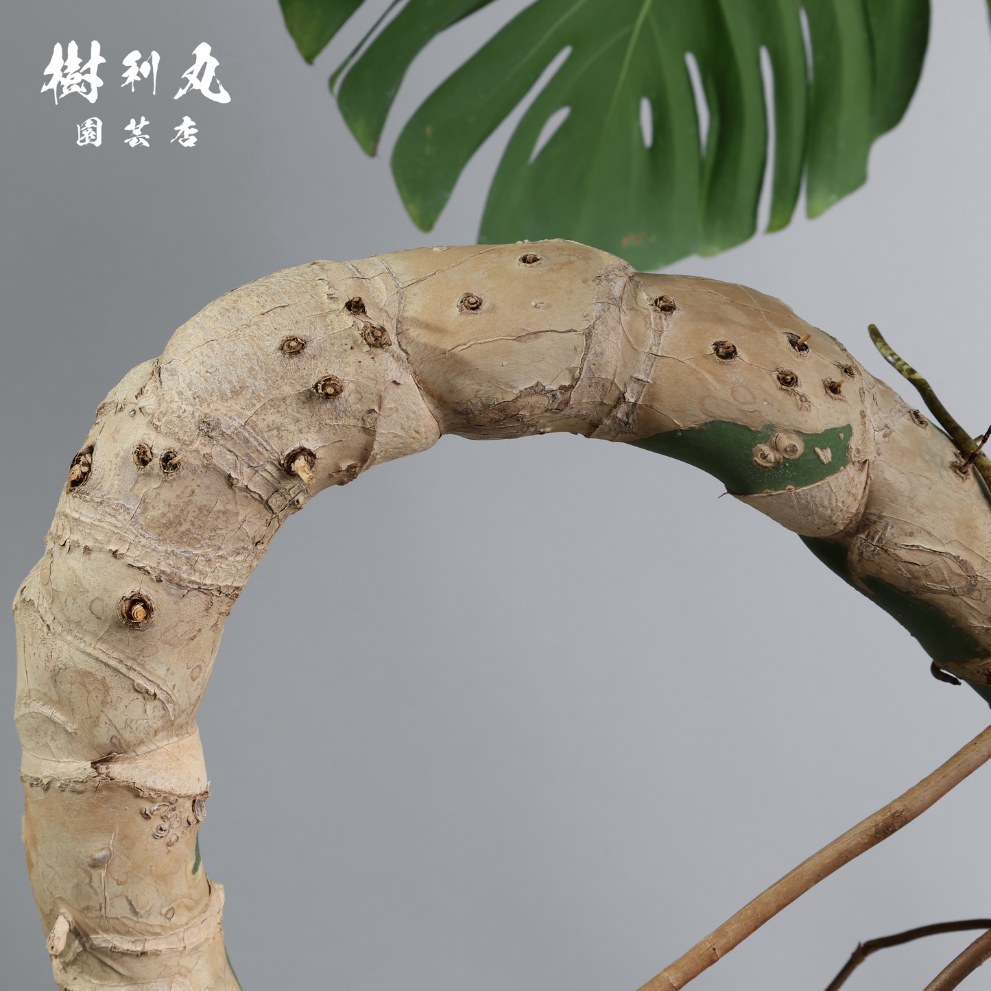 絡み、立ち上がり、拓く - モンステラ