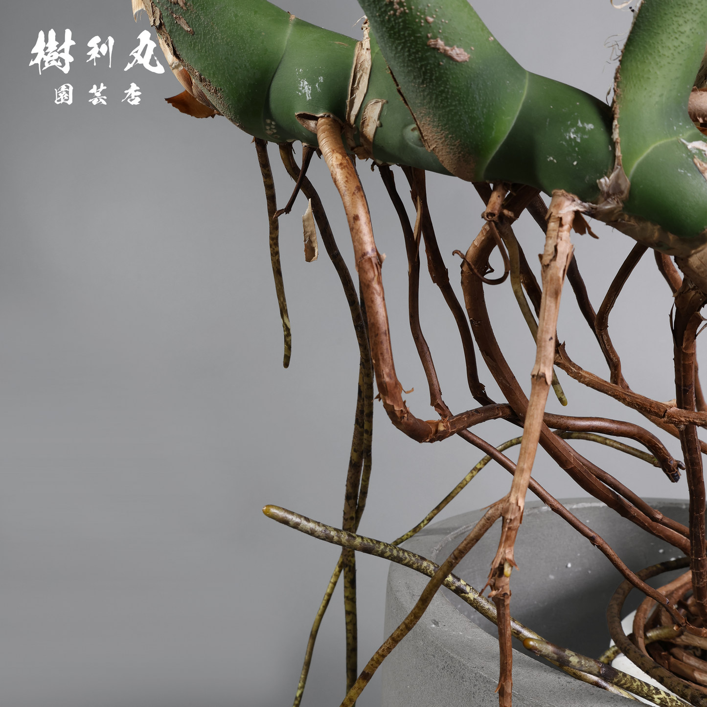 絡み、立ち上がり、拓く - モンステラ