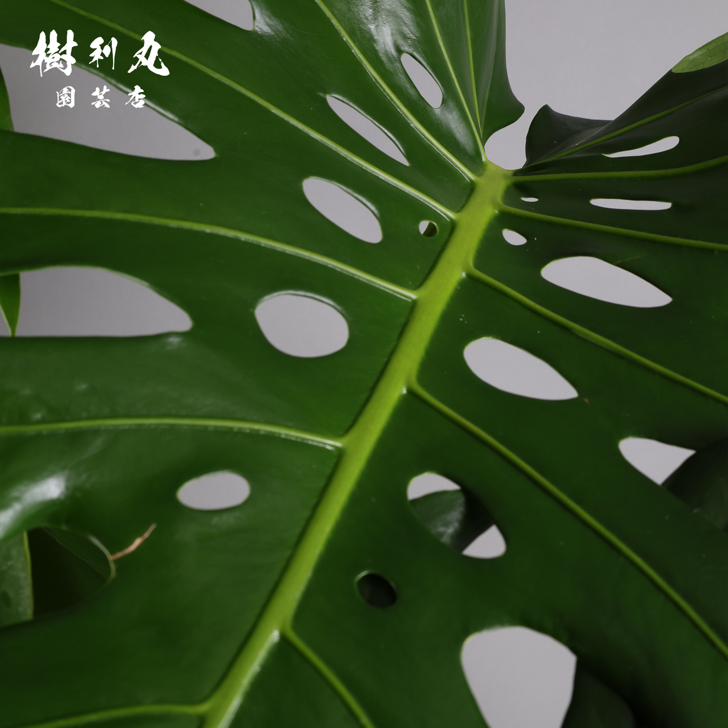 絡み、立ち上がり、拓く - モンステラ