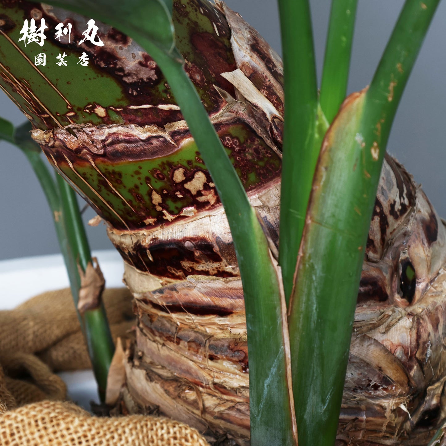 泰然と、強く生きる - ストレリチア・オーガスタ