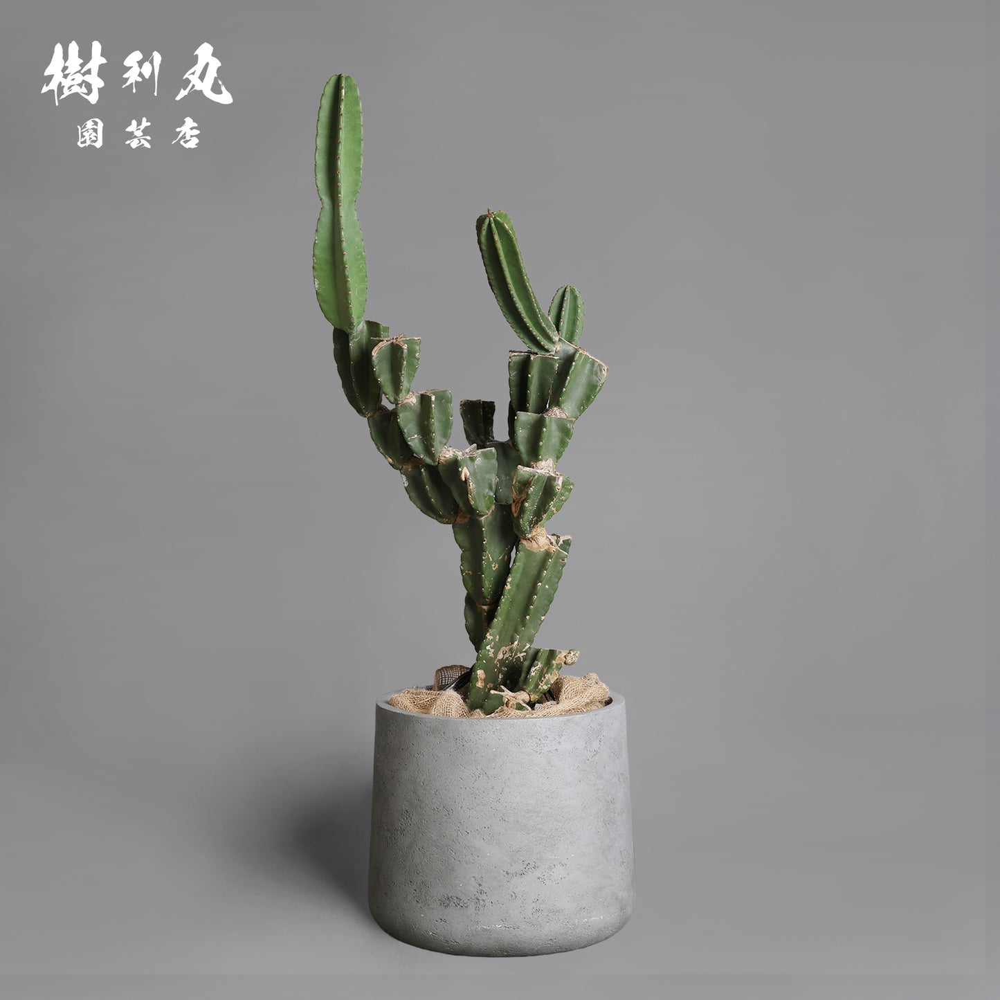 攻守一体 - 柱サボテン