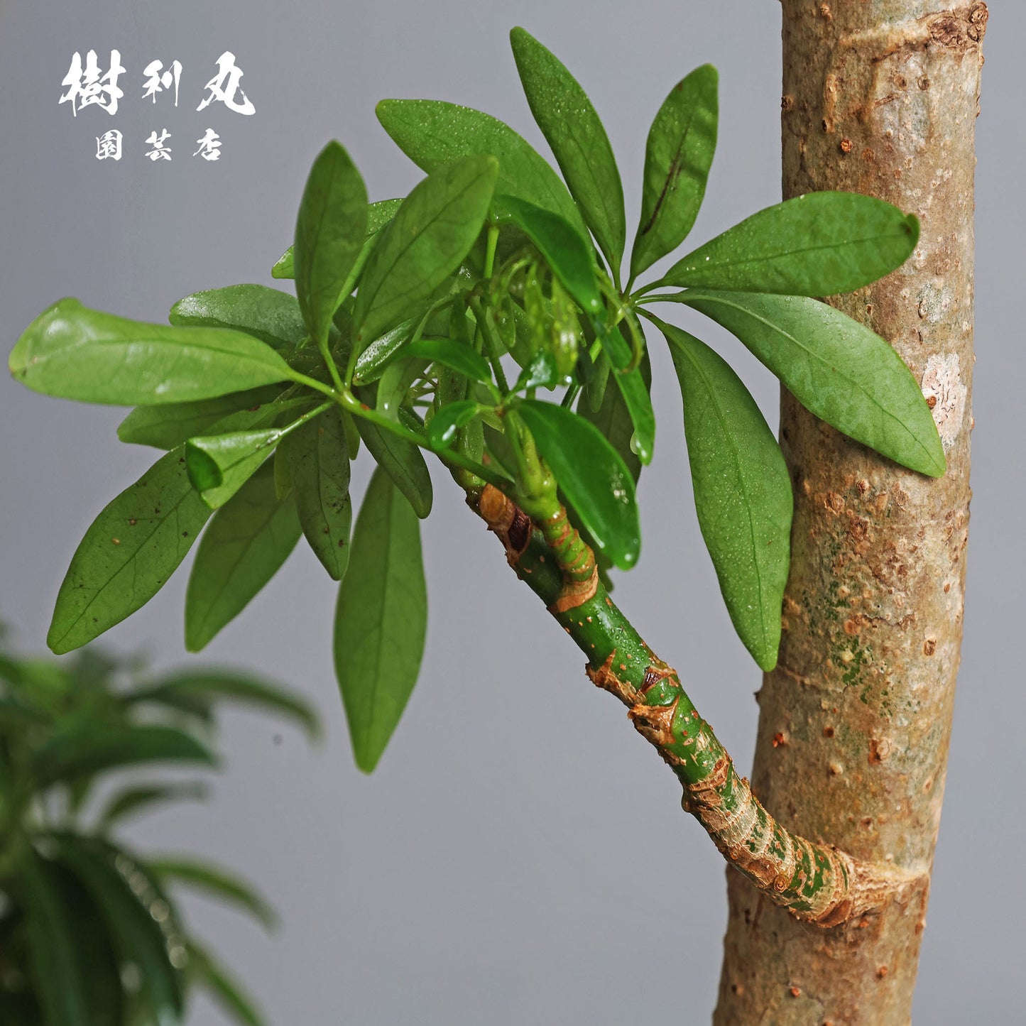 不完全の中に、完成を見る - シェフレラ