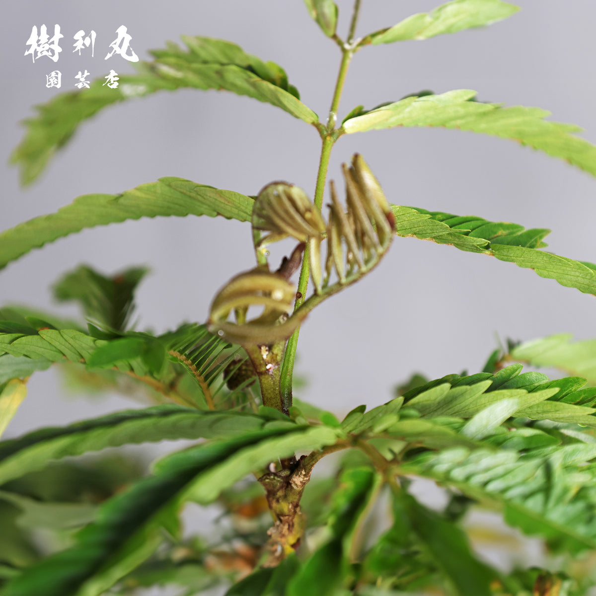 揺れても、折れぬ芯がある - エバーフレッシュ