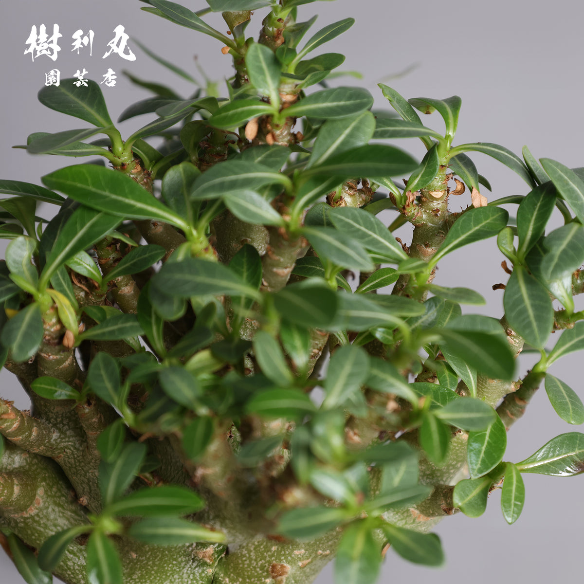 タフな根に、ひらめく青葉 -アデニウム