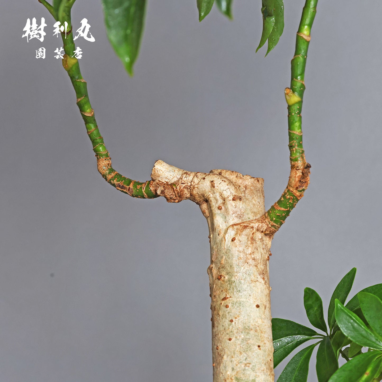 不完全の中に、完成を見る - シェフレラ