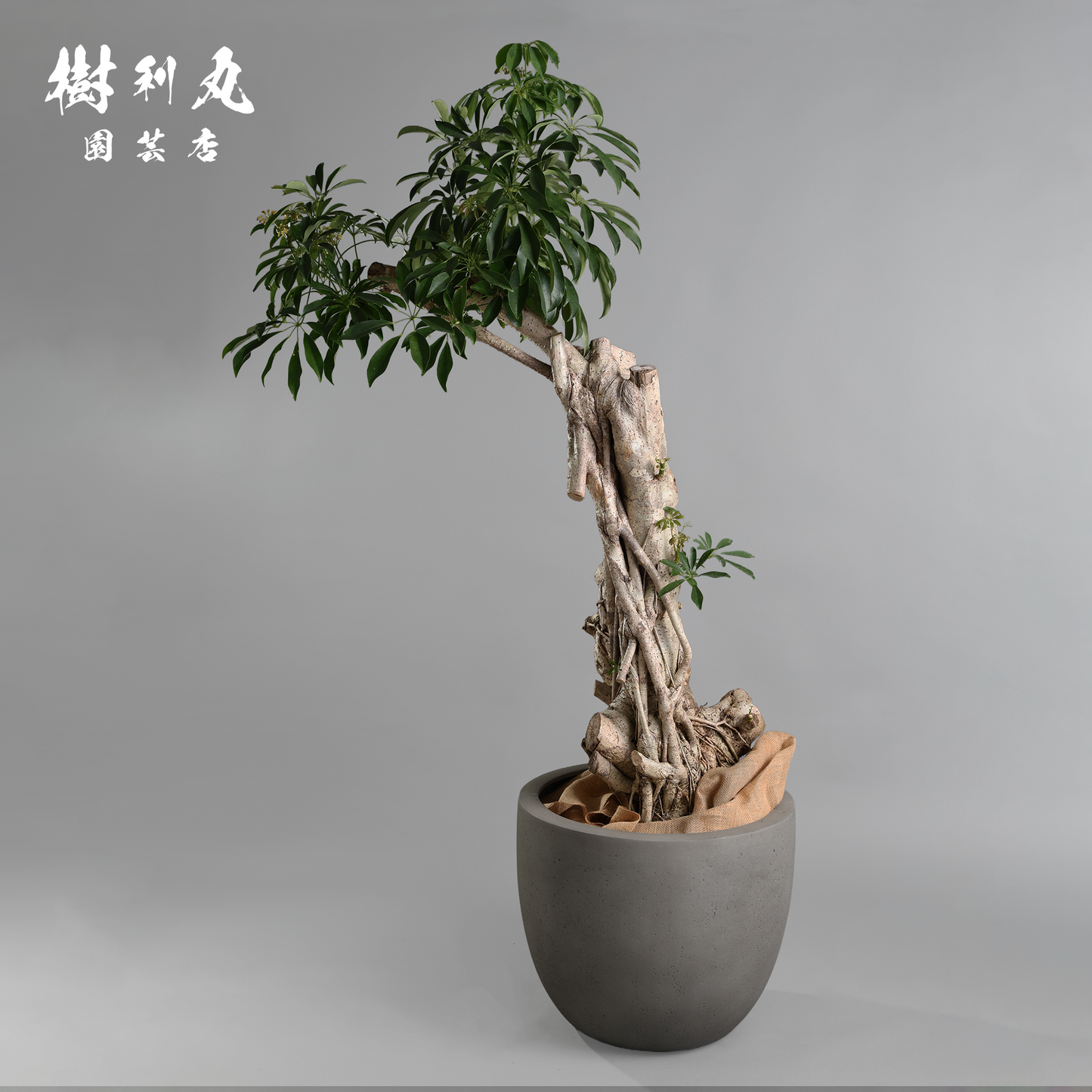悠久の時を重ねた、圧巻- シェフレラ