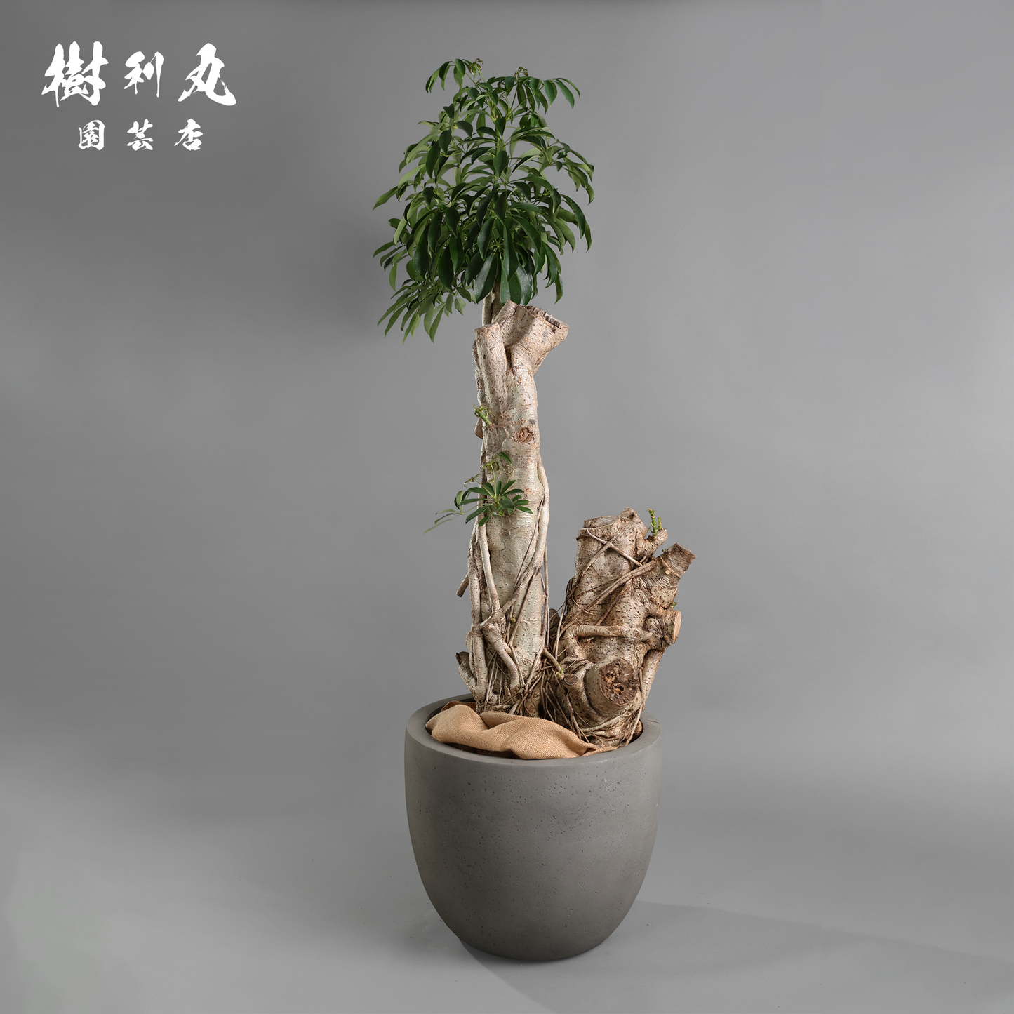 悠久の時を重ねた、圧巻- シェフレラ