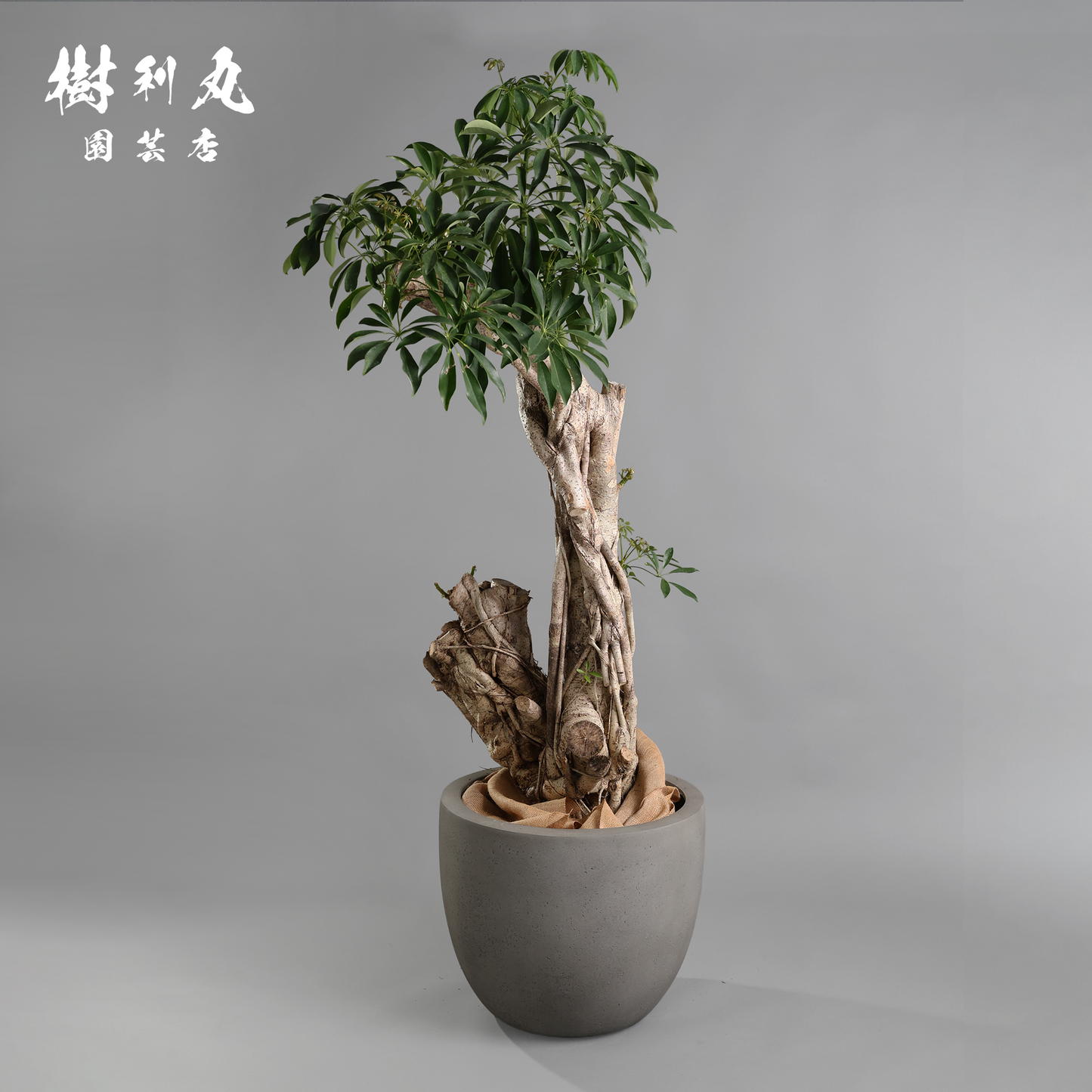 悠久の時を重ねた、圧巻- シェフレラ