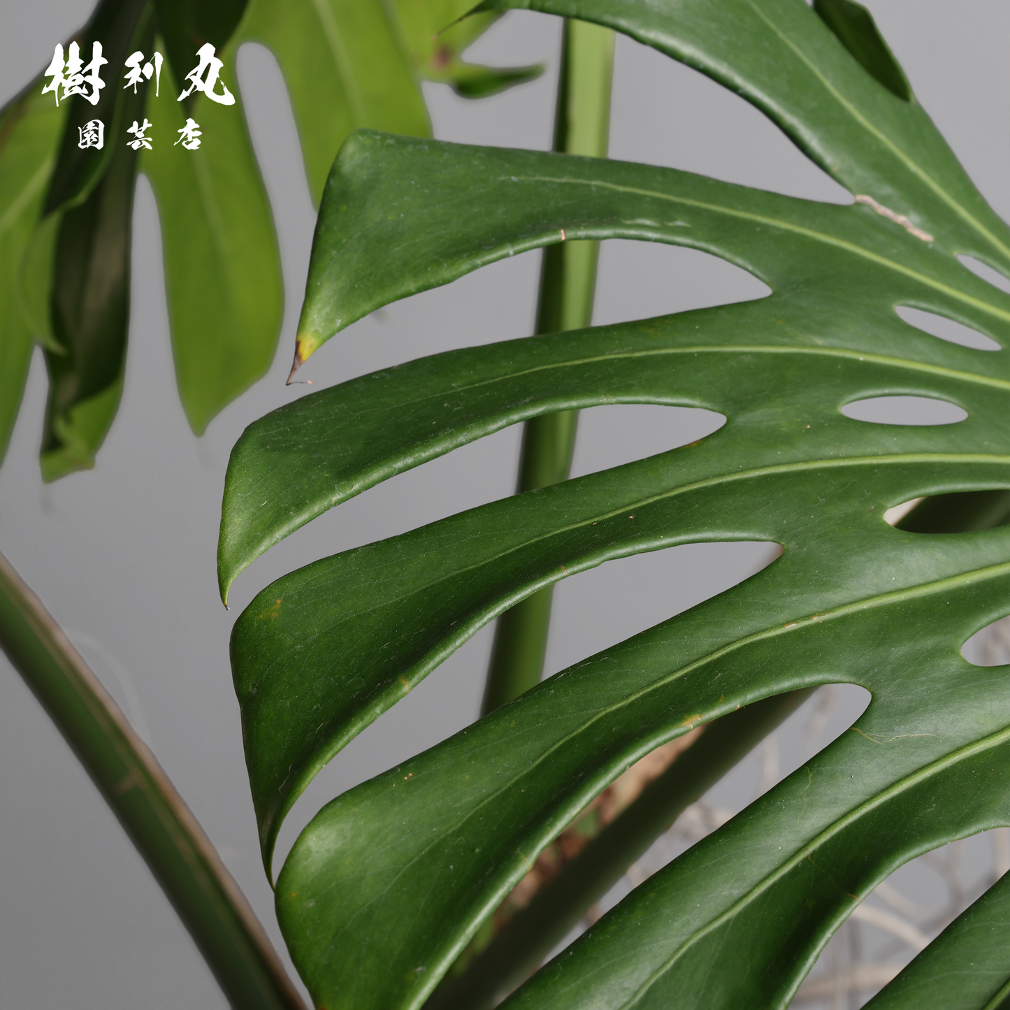 秘境で育まれ、天空を目指す - モンステラ