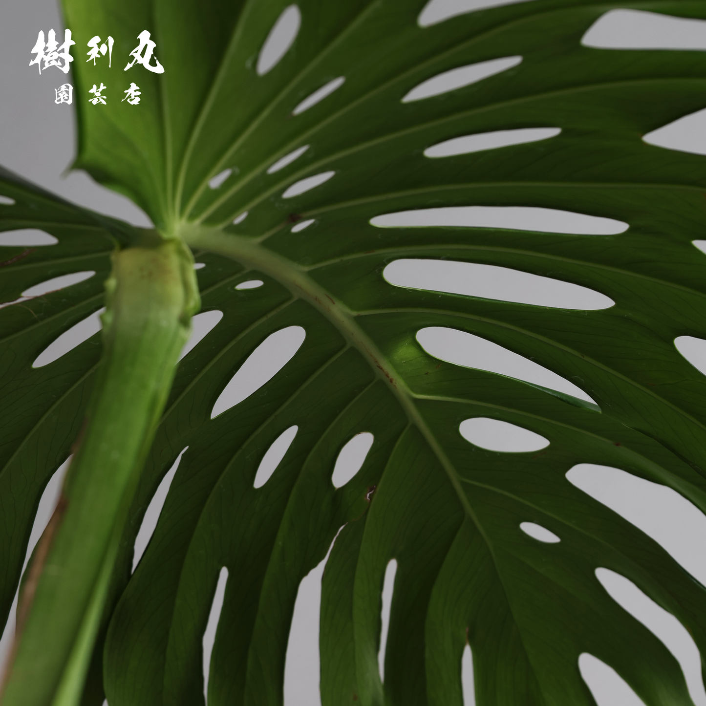 切れ込みに宿る、変革の意志をもつ - モンステラ