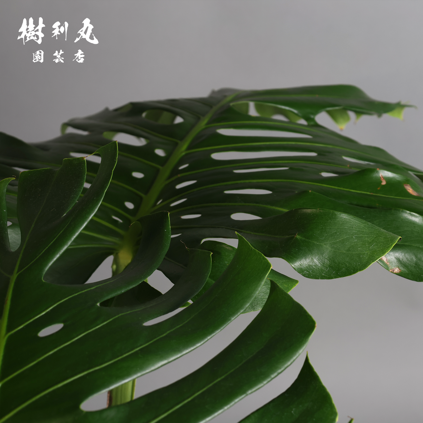 切れ込みに宿る、変革の意志をもつ - モンステラ