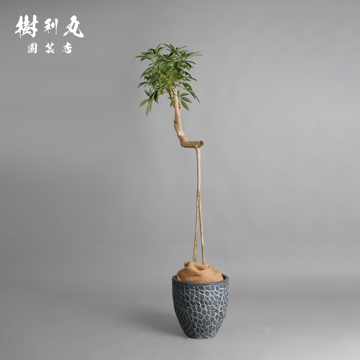 三本の軸、揺るがぬ成長 - シェフレラ