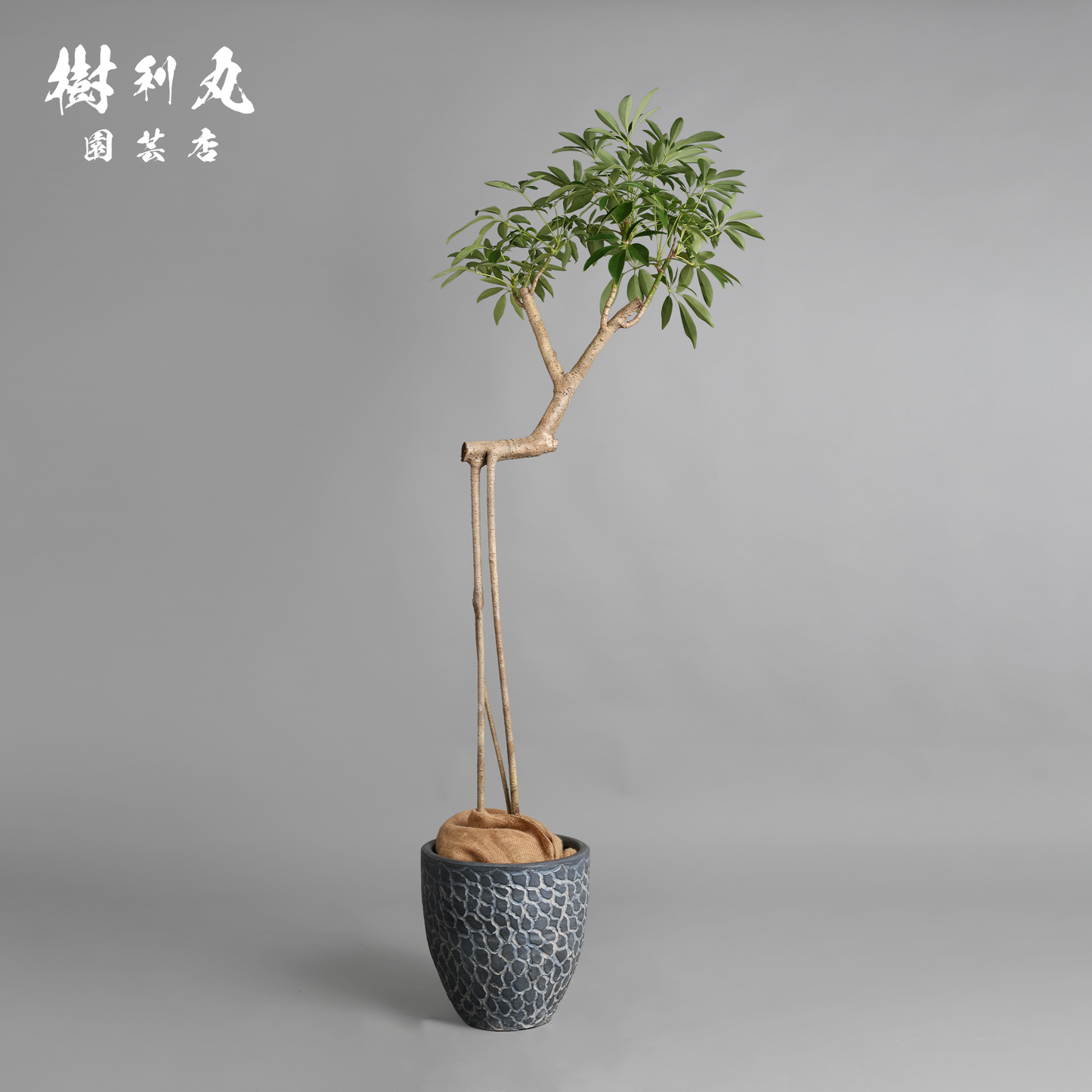 三本の軸、揺るがぬ成長 - シェフレラ