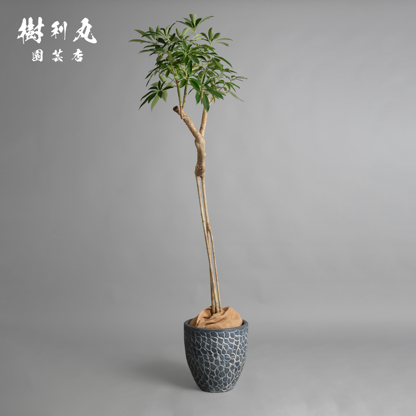三本の軸、揺るがぬ成長 - シェフレラ
