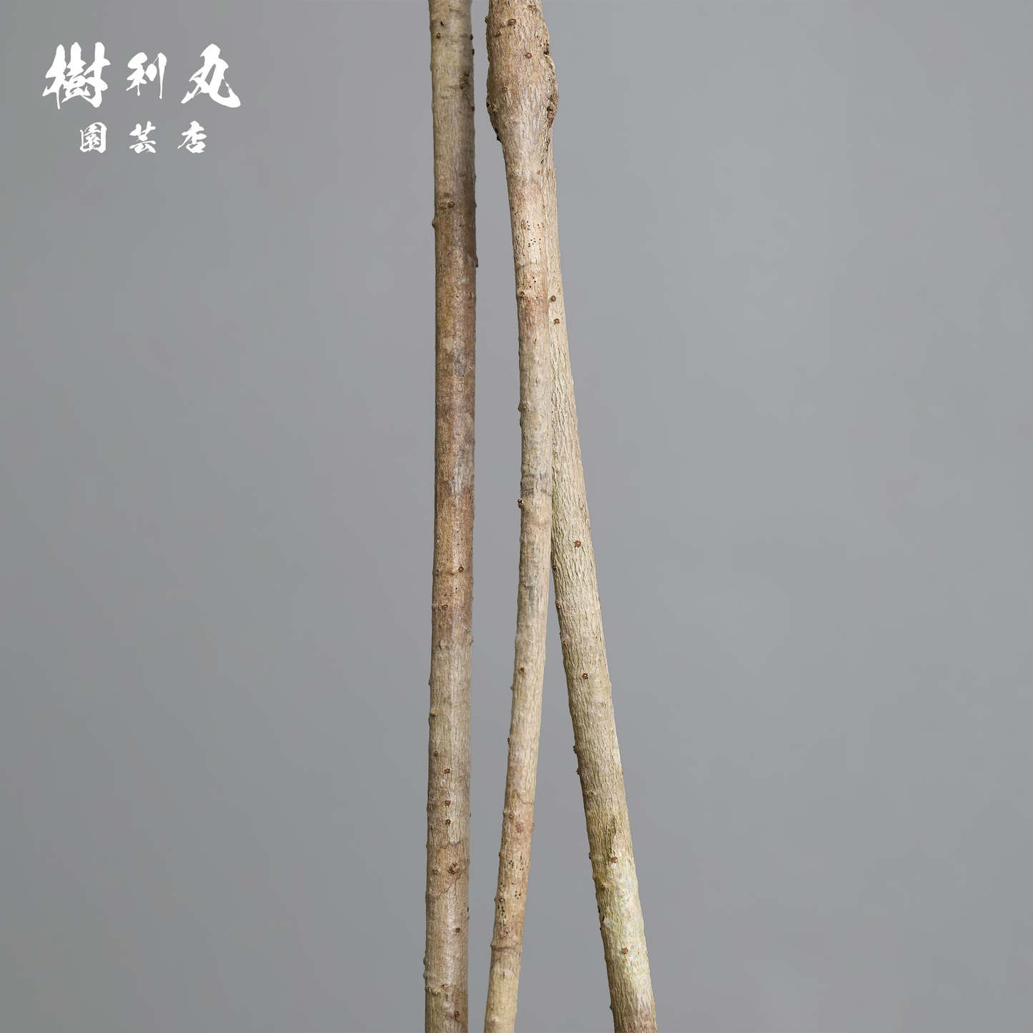三本の軸、揺るがぬ成長 - シェフレラ