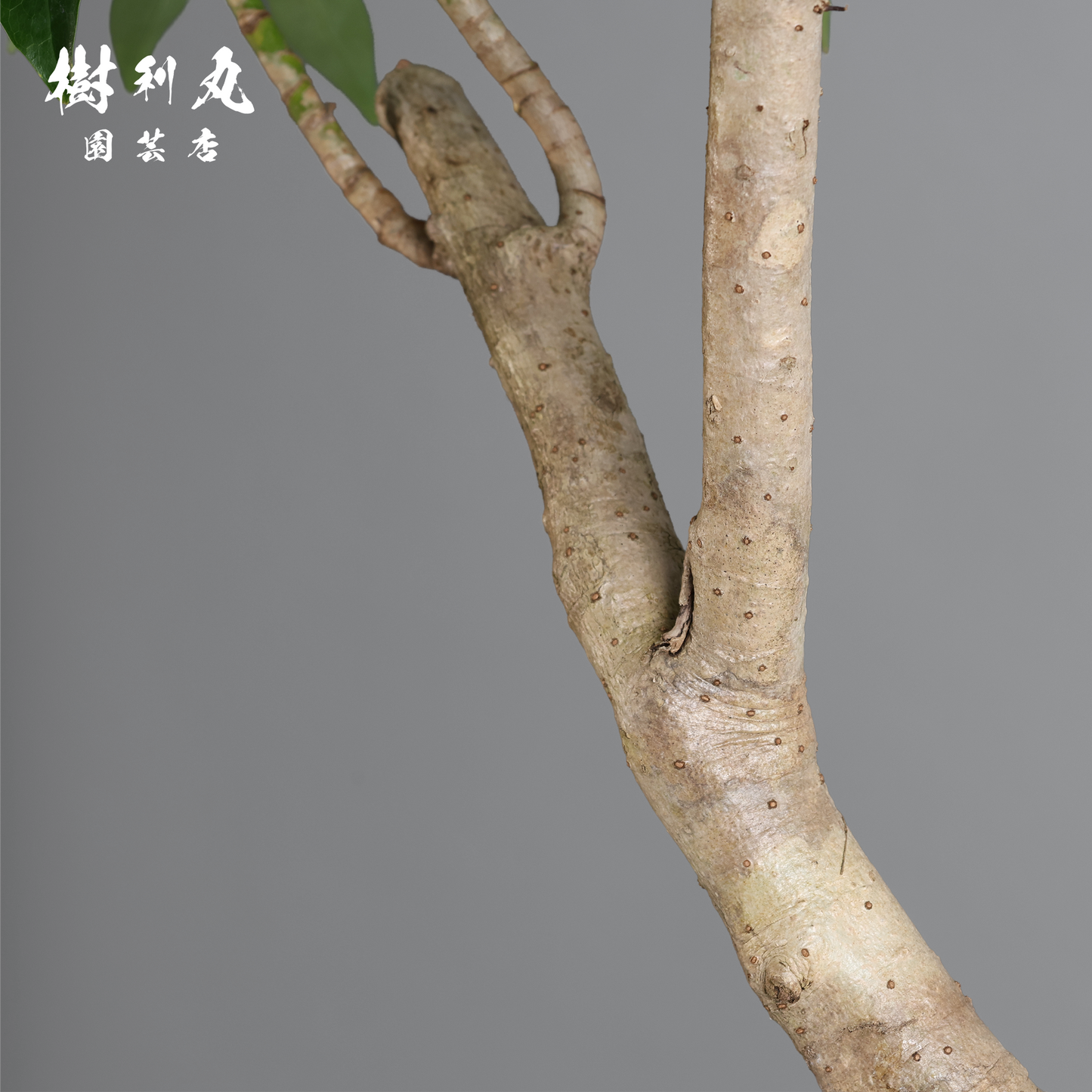 三本の軸、揺るがぬ成長 - シェフレラ