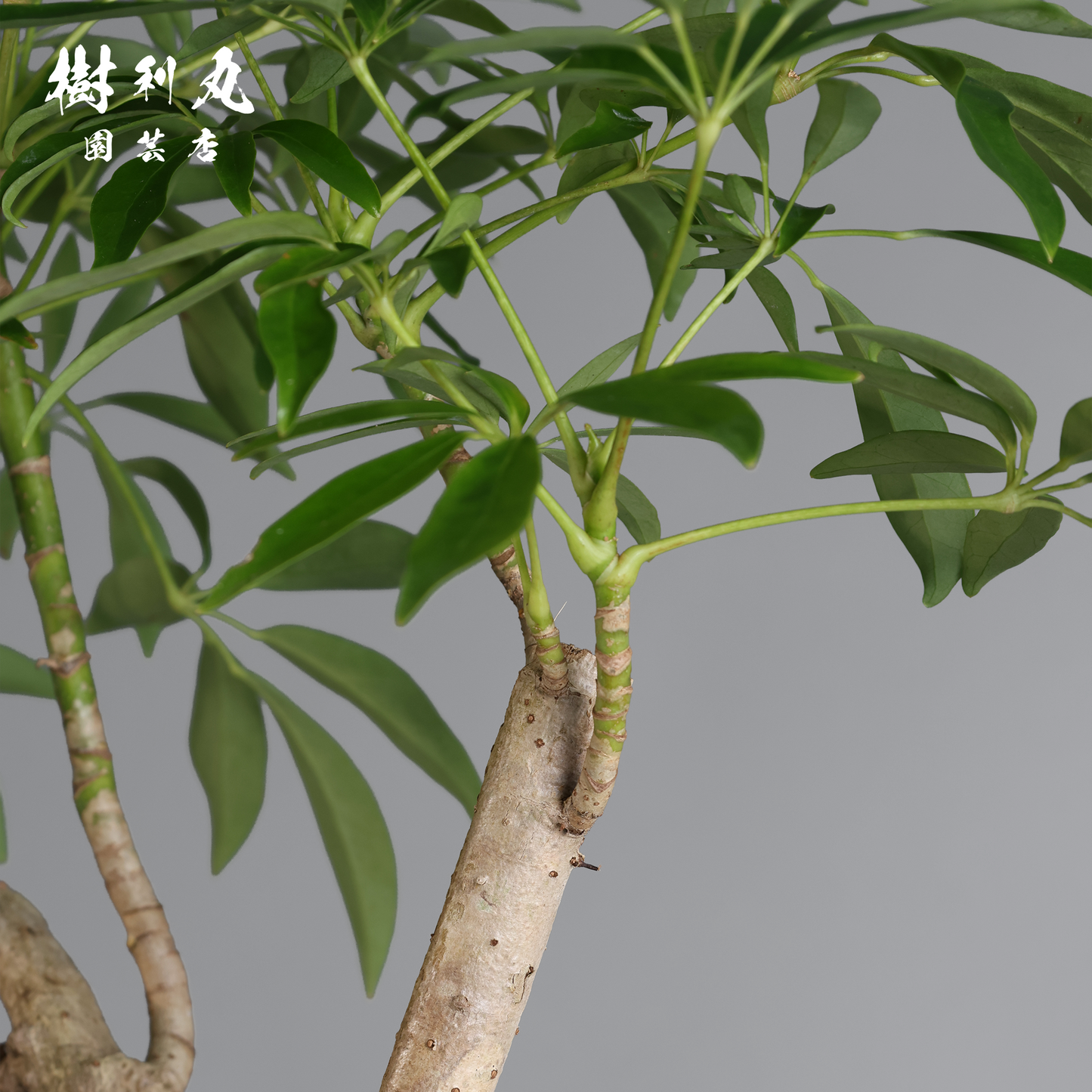 三本の軸、揺るがぬ成長 - シェフレラ